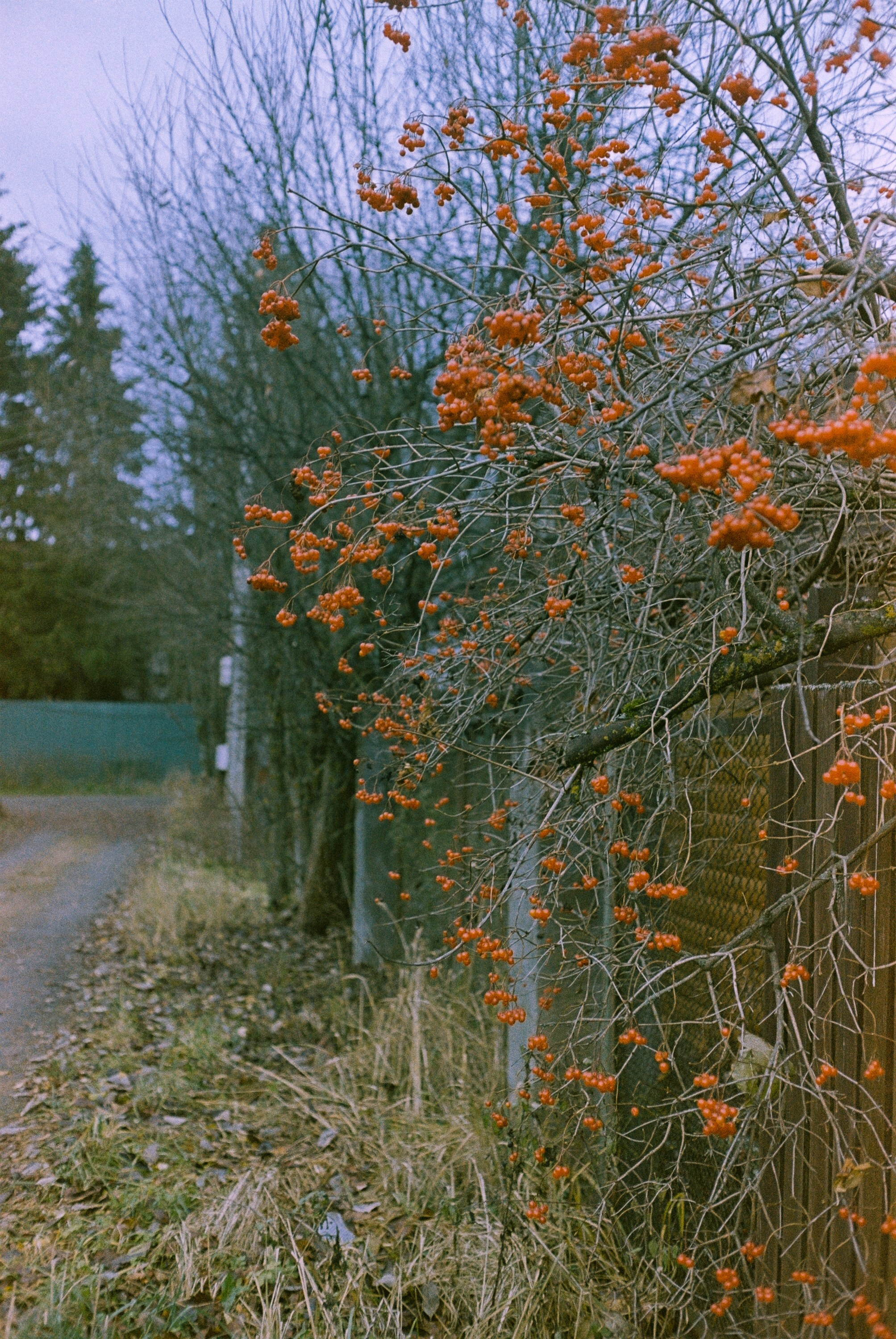 Minolta Hi-Matic 7sII / Kodak Color Plus 200 (просрочка)