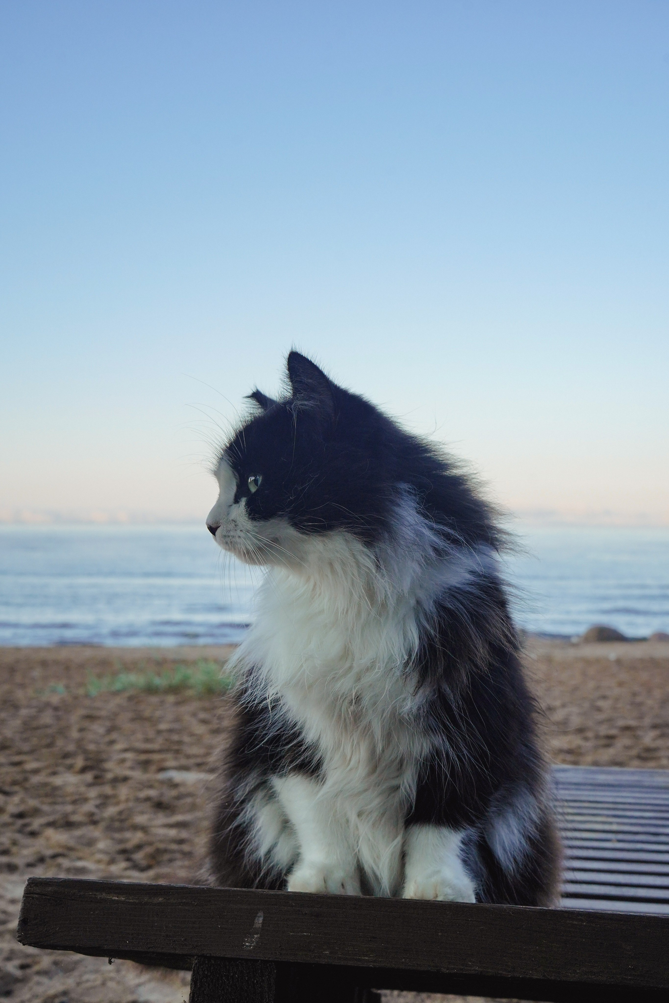 Фотосессии Пушистиков. Фотограф в Санкт-Петербурге Виктория Барышникова