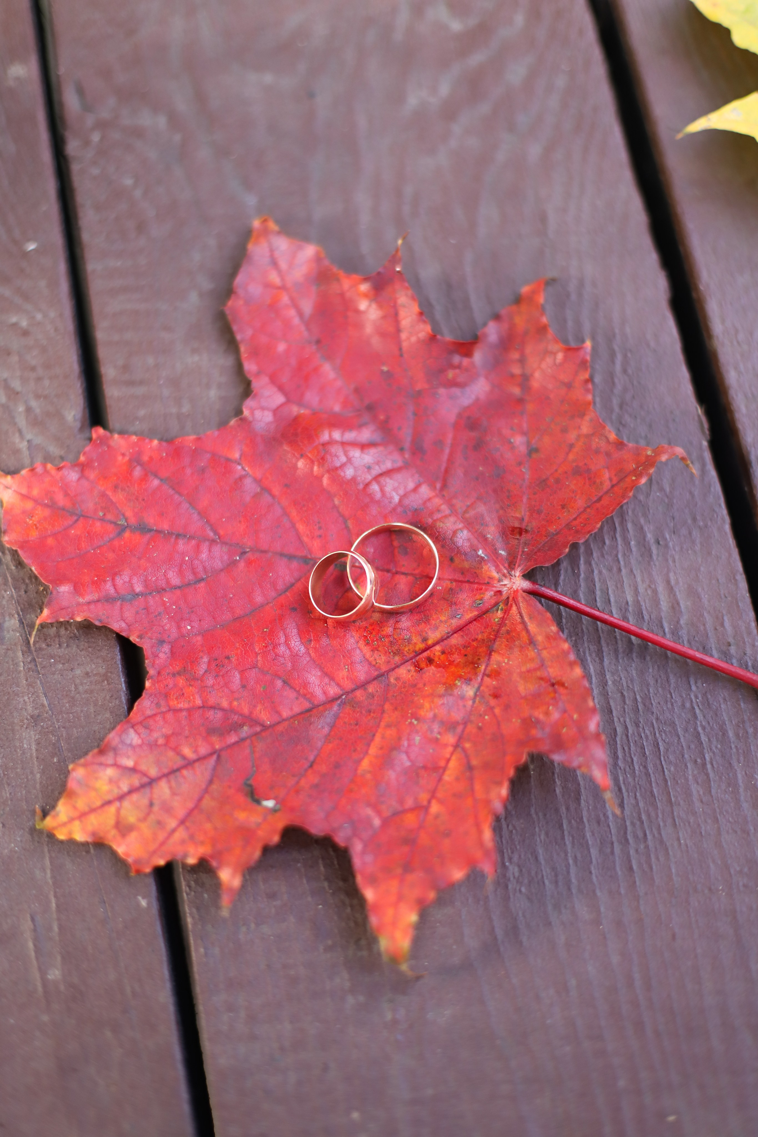 Елена и Александр. Ilopavlova_ph