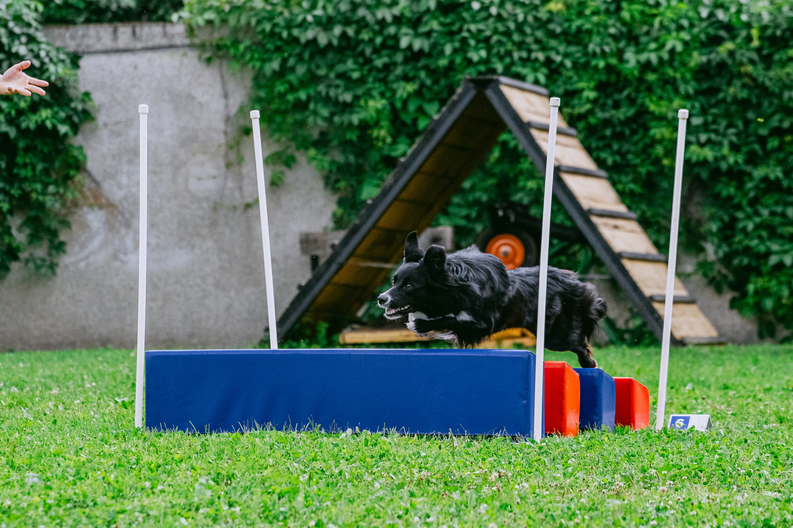 Соревнования по аджилити Долгопрудный 30.06.2025. Фотограф-анималист Татьяна Степанова