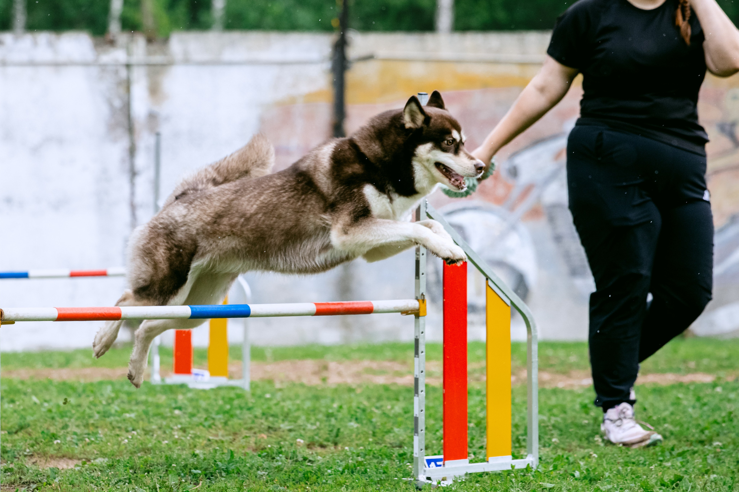 Соревнования по аджилити Долгопрудный 30.06.2025. Фотограф-анималист Татьяна Степанова