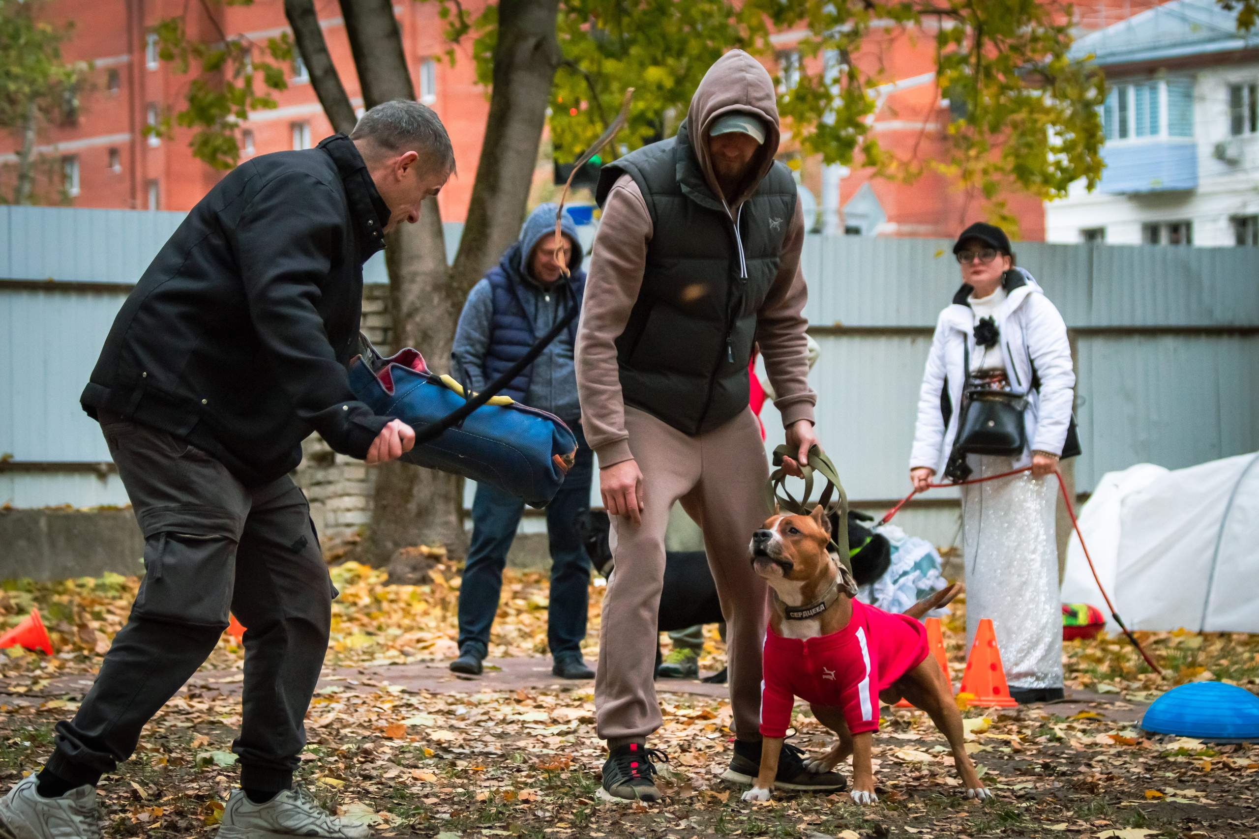 Костюмированный парад собак. Фотограф анималист — Тула, Москва
