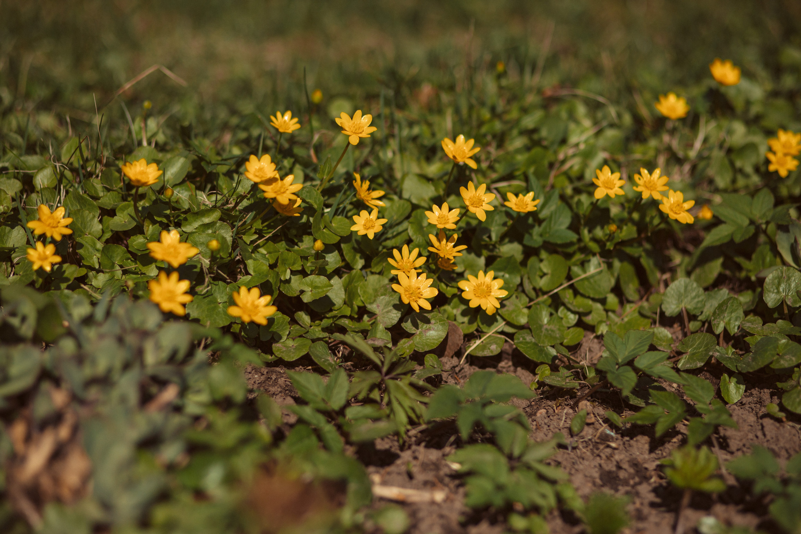 Петергоф нижний парк фото
