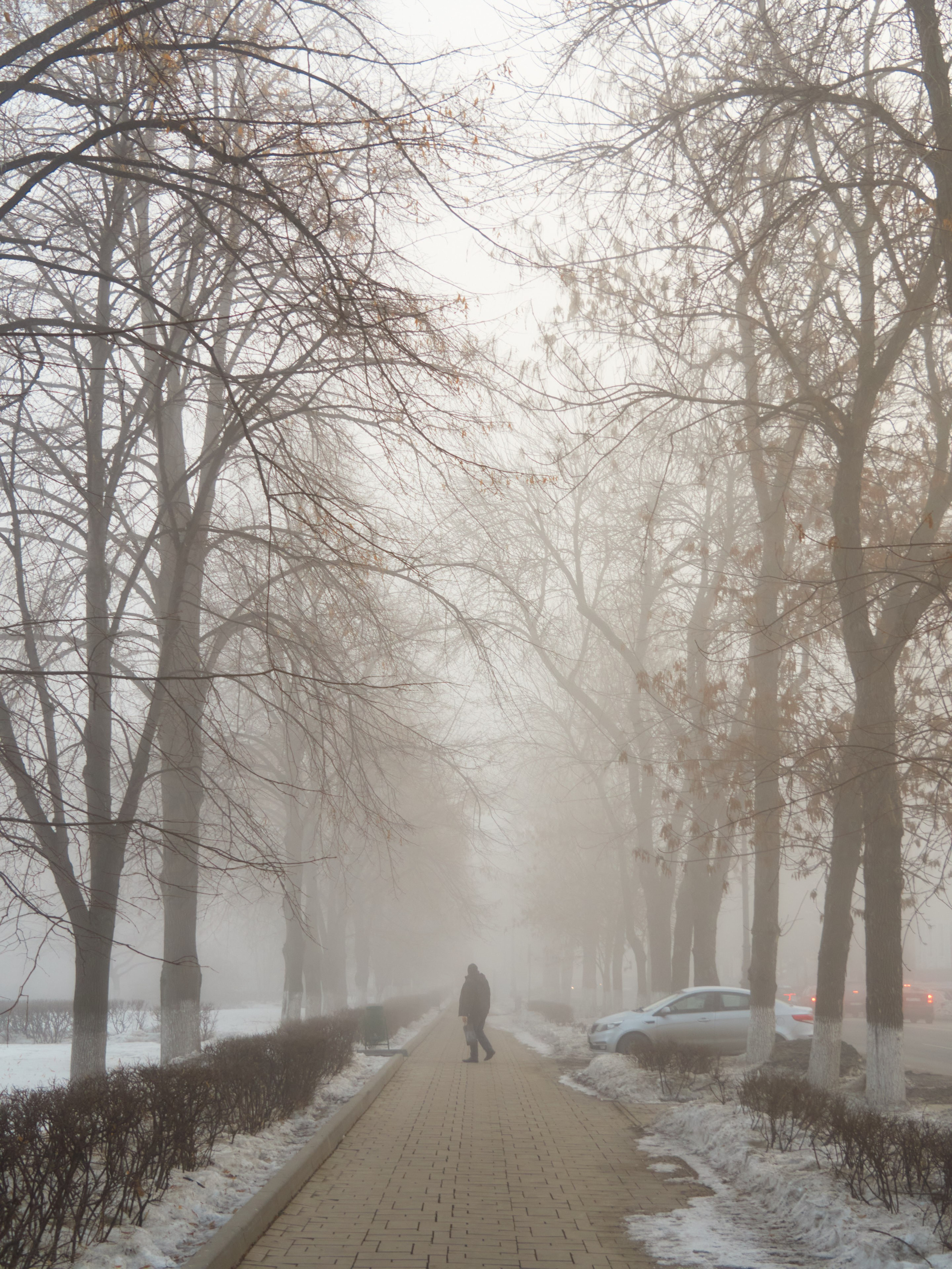 Деревья вдоль аллеи теряются в тумане, оставляя только едва различимые очертания
