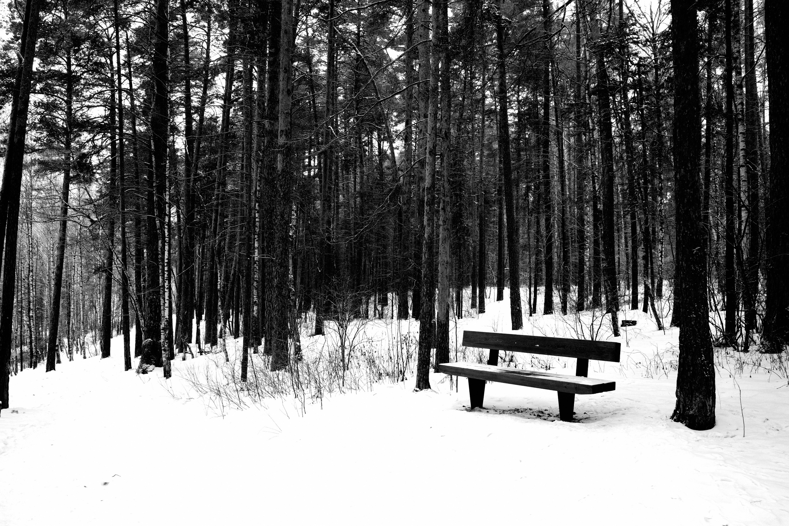 Лесной парк Лебяжье