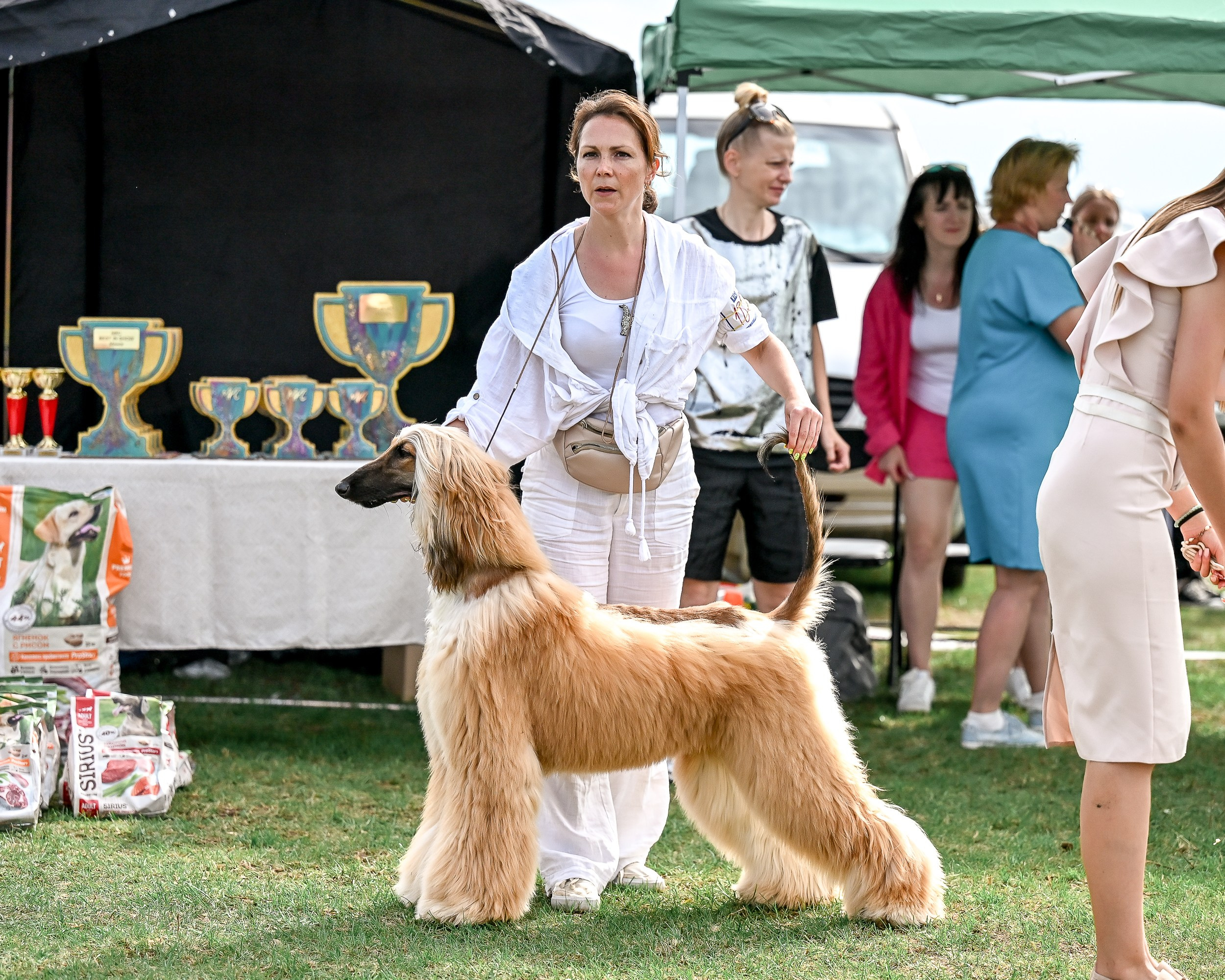 Республиканская выставка собак всех пород. Галерея фотографий афганской борзой