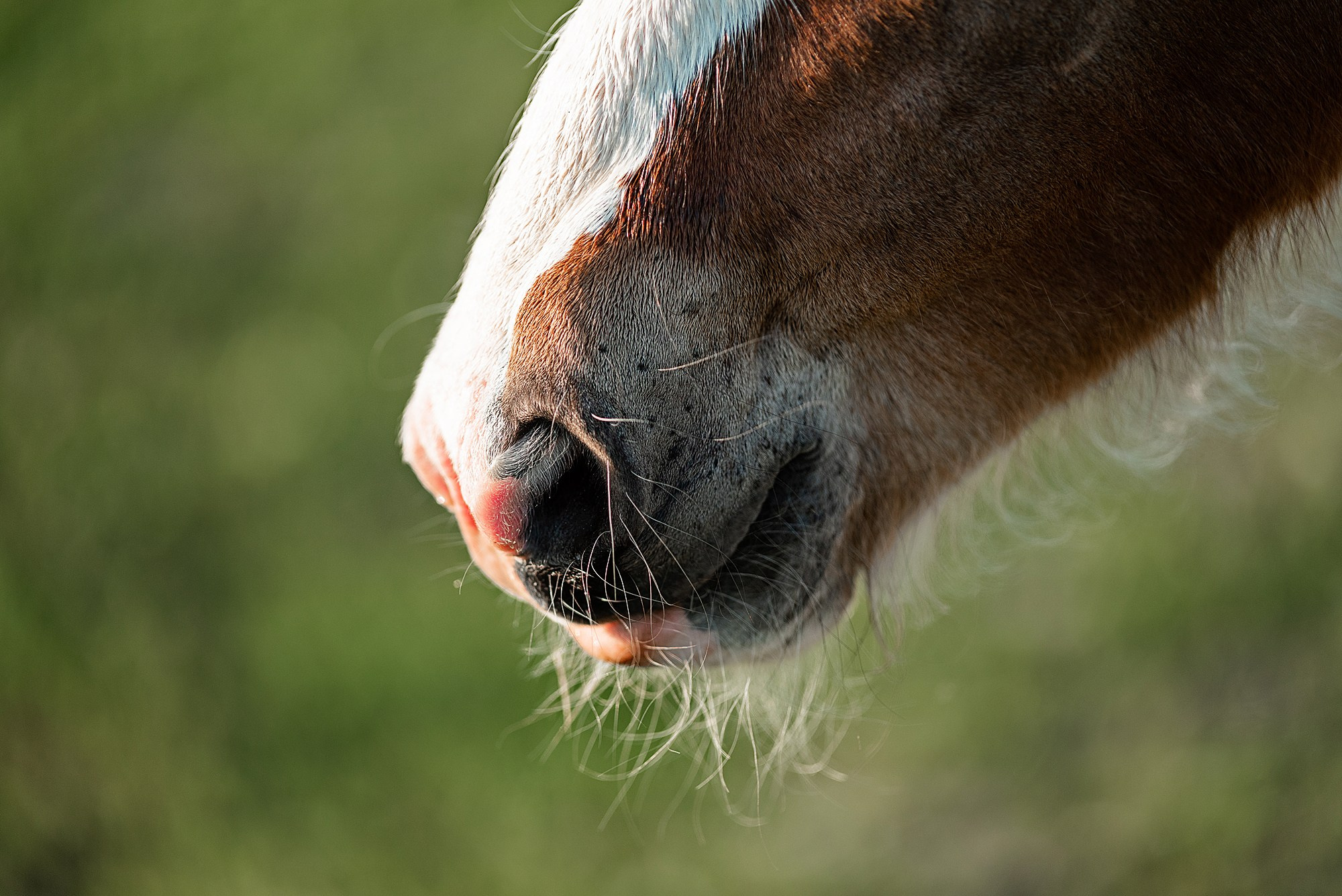 Конный фотограф Куракина Дарья • Фотосессии с лошадьми