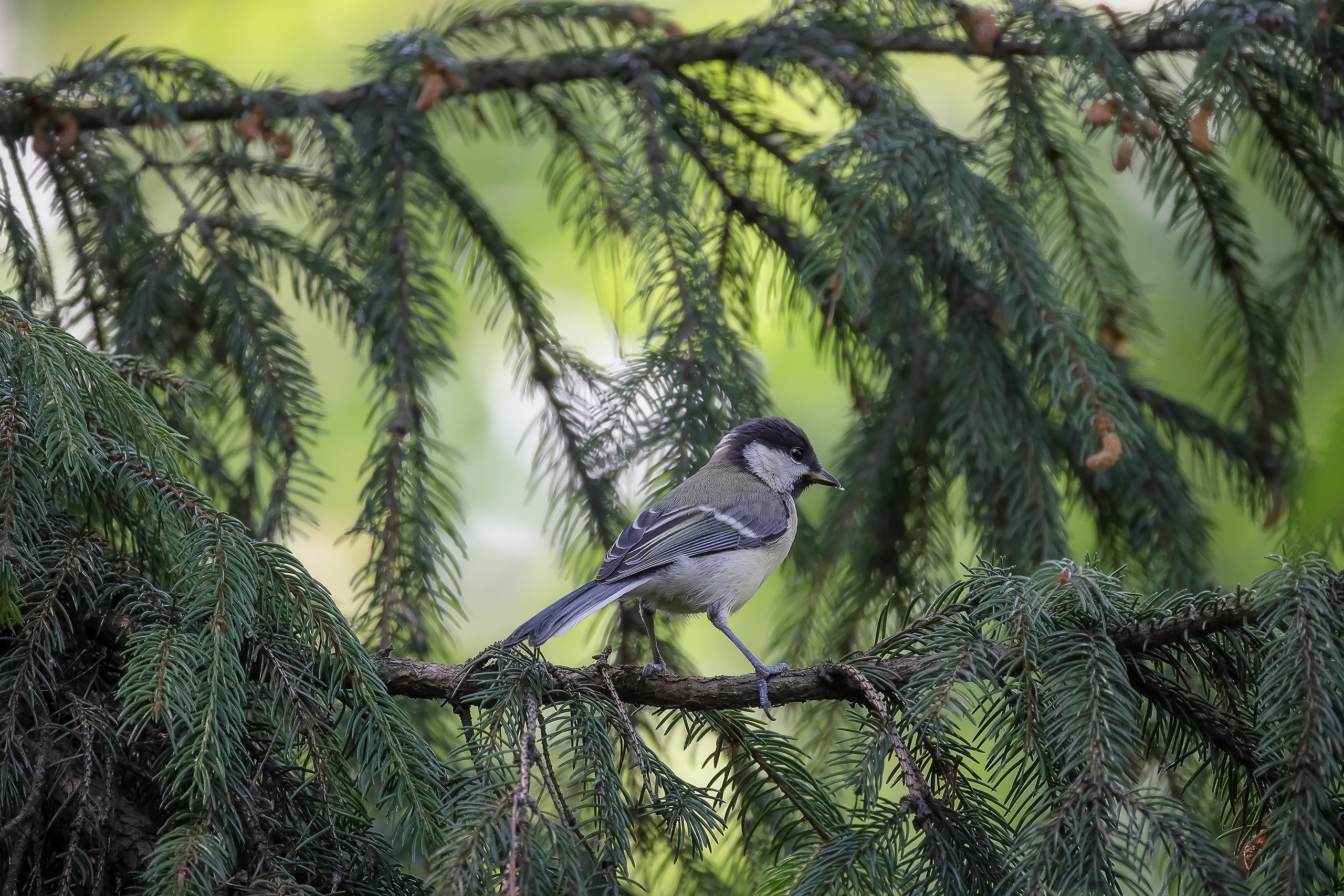 Московка или обыкновенная лазоревка