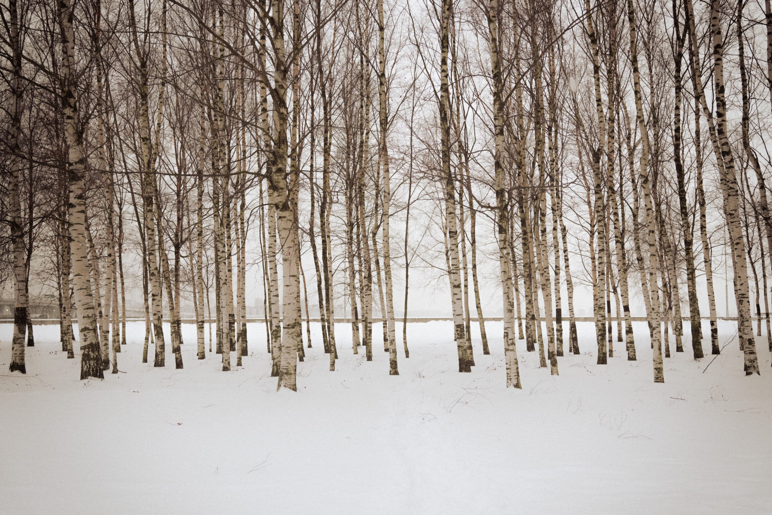 Из наблюдений. Плак или Квак