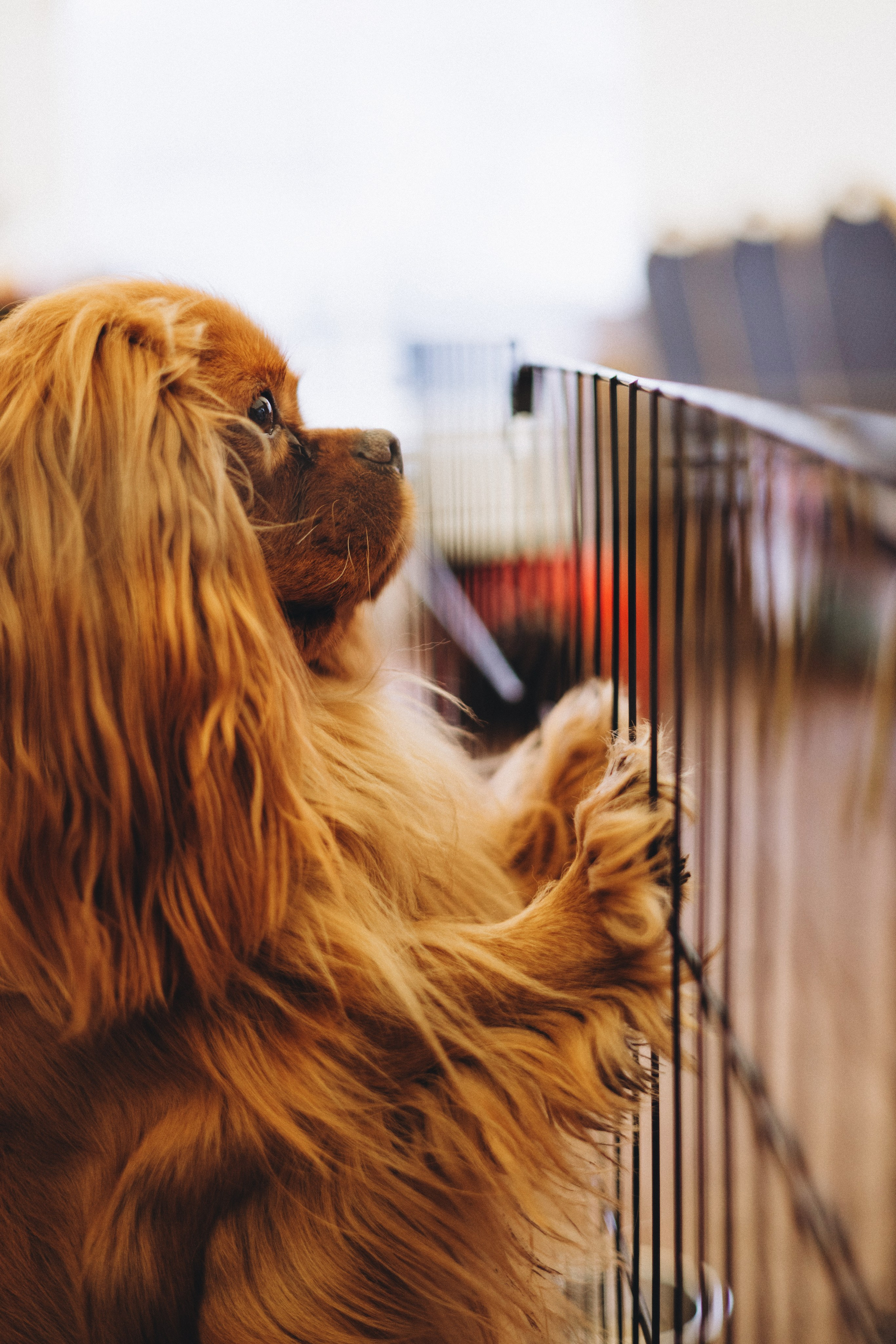 Встреча ККЧС. Фотограф анималист Осипчикова Мария