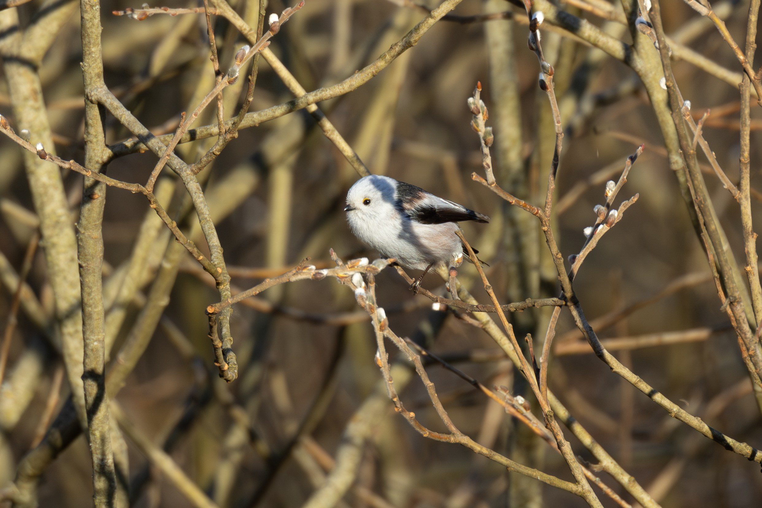 Птицы СНТ «Подлесье». Птицы парков г. Люберцы