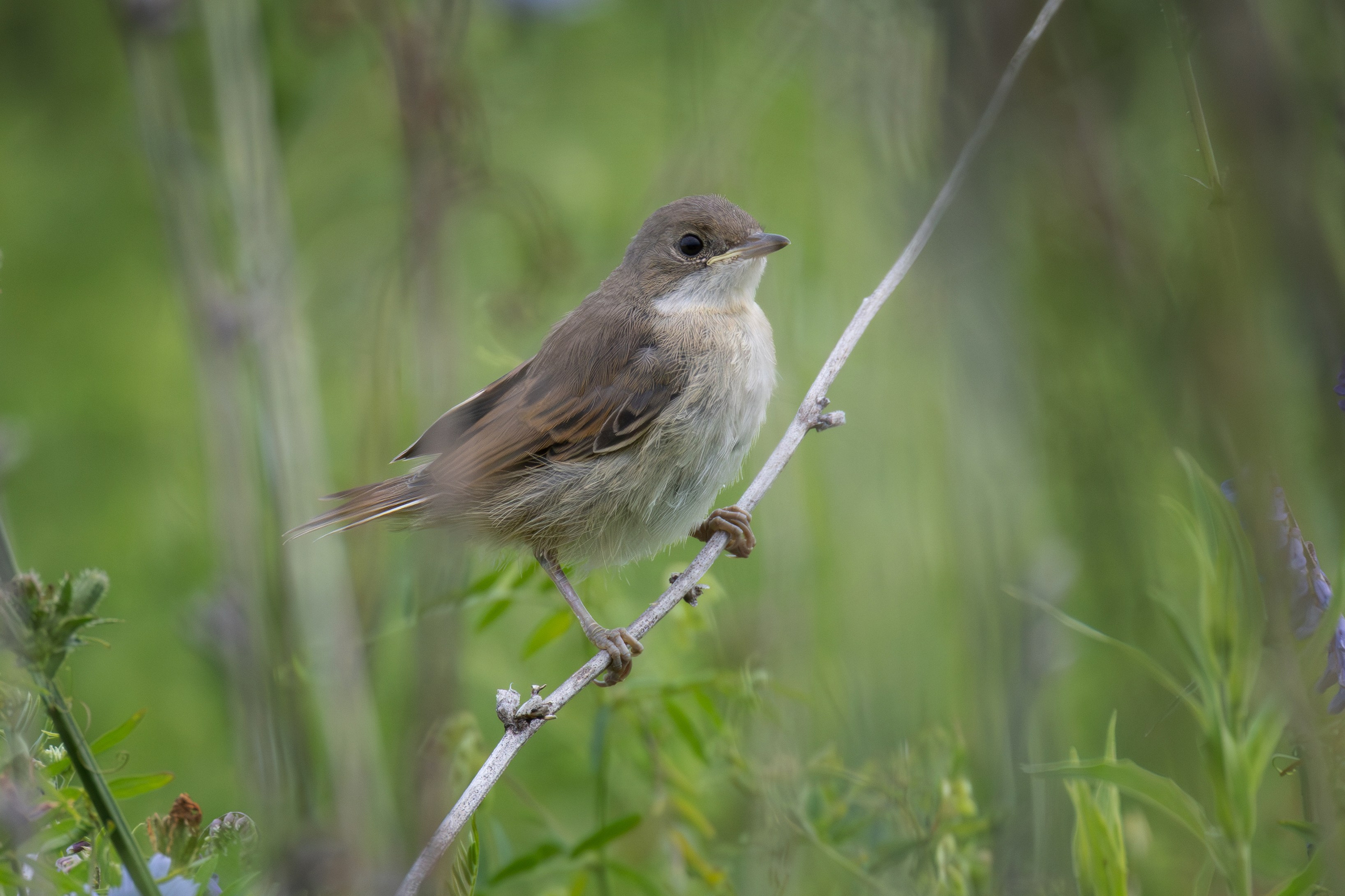 Птицы СНТ «Подлесье». Птицы парков г. Люберцы