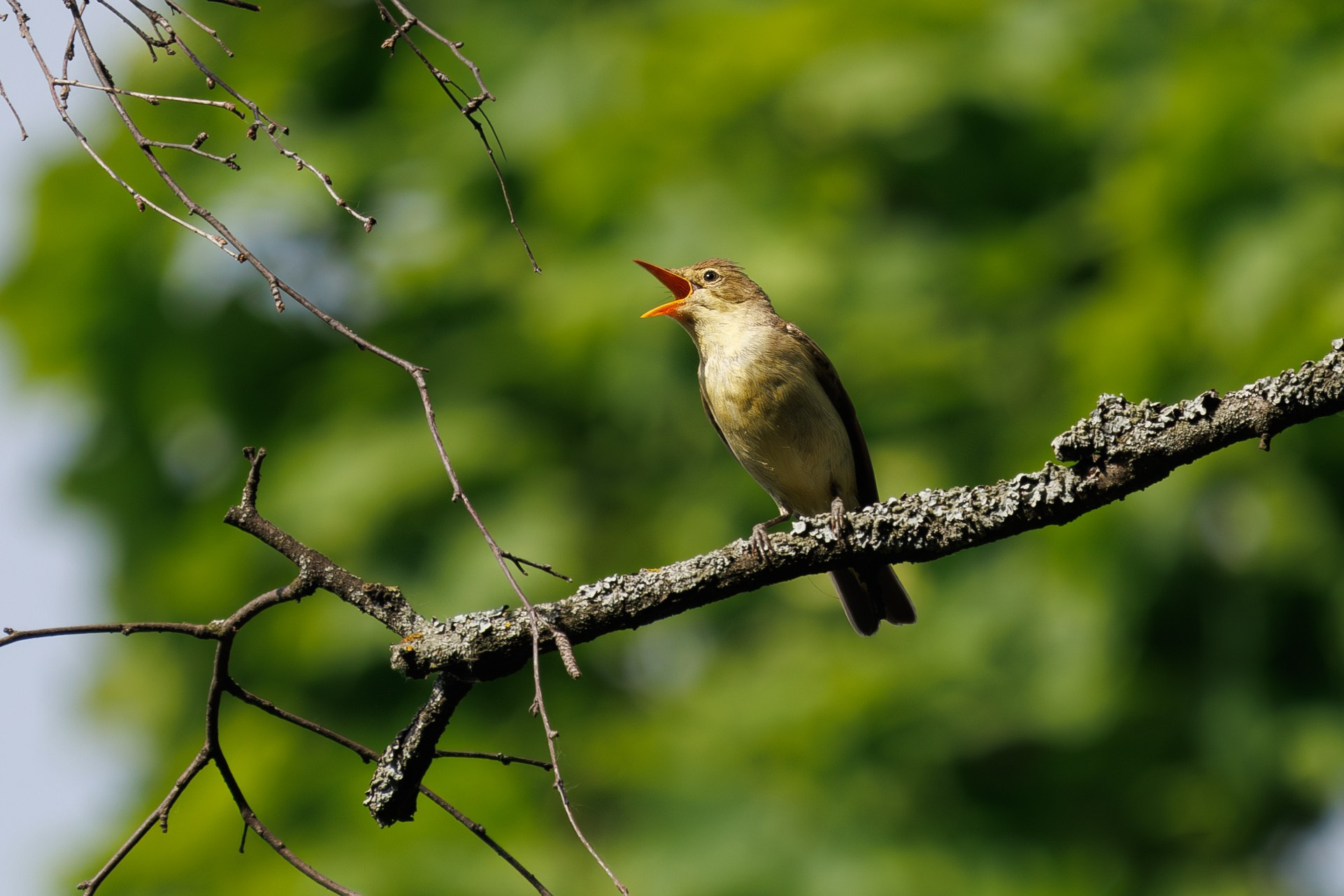 Зеленая пересмешка,  г. Люберцы, парк "Наташинский" Снято на Canon EOS R8, RF 600 mm f11.