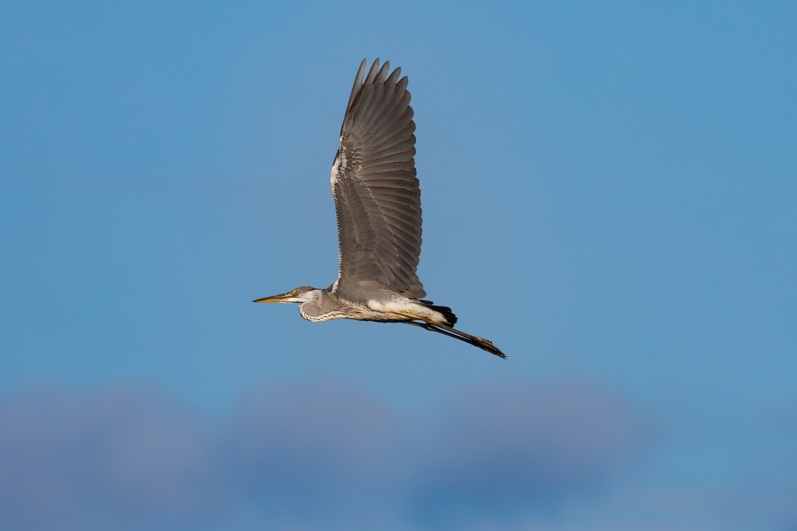 Птицы Москворецкого пойменного заказника. Птицы парков г. Люберцы