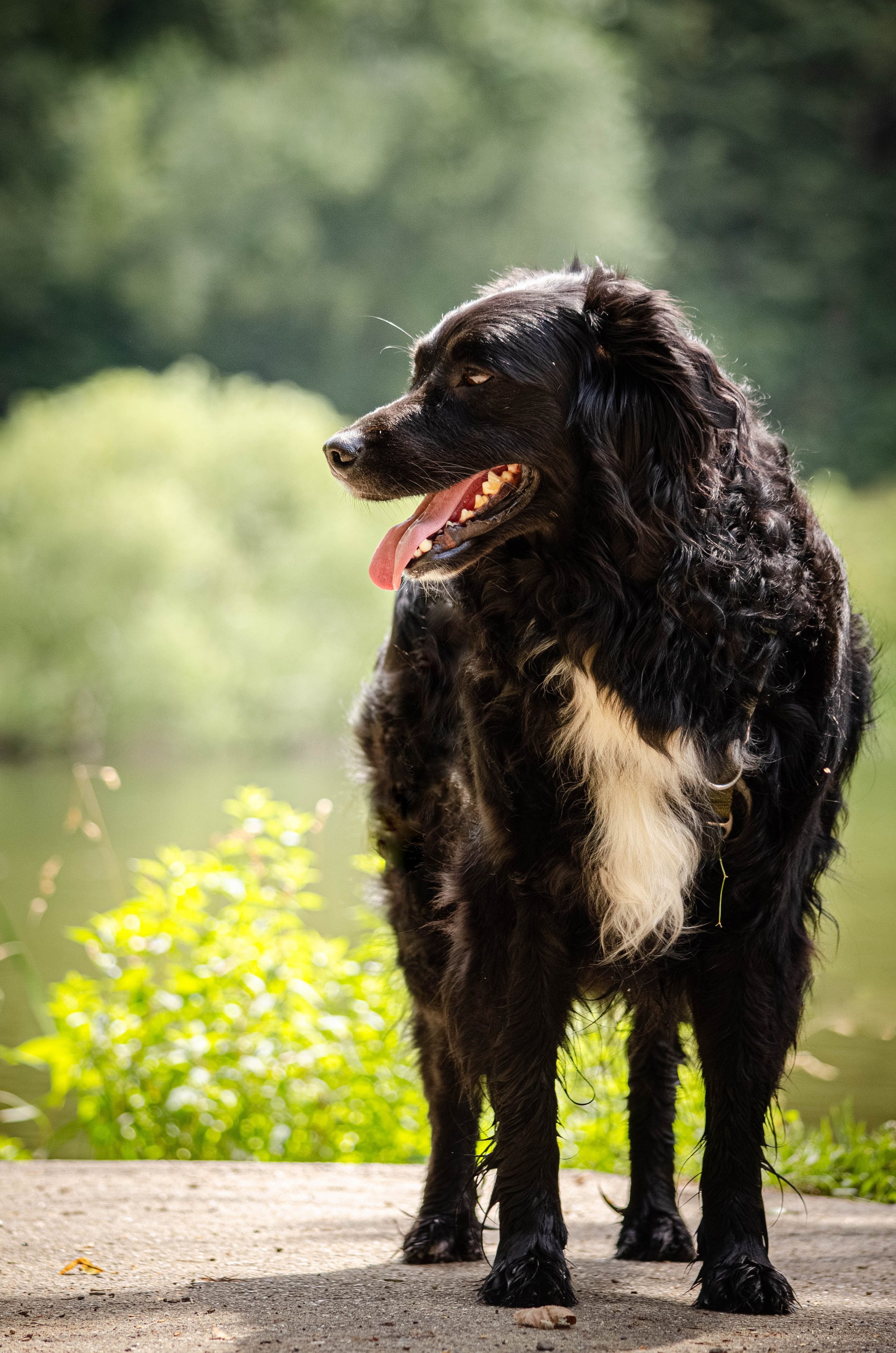 Том и Тося. Фотограф Светлана Блинова, Москва и Московская область