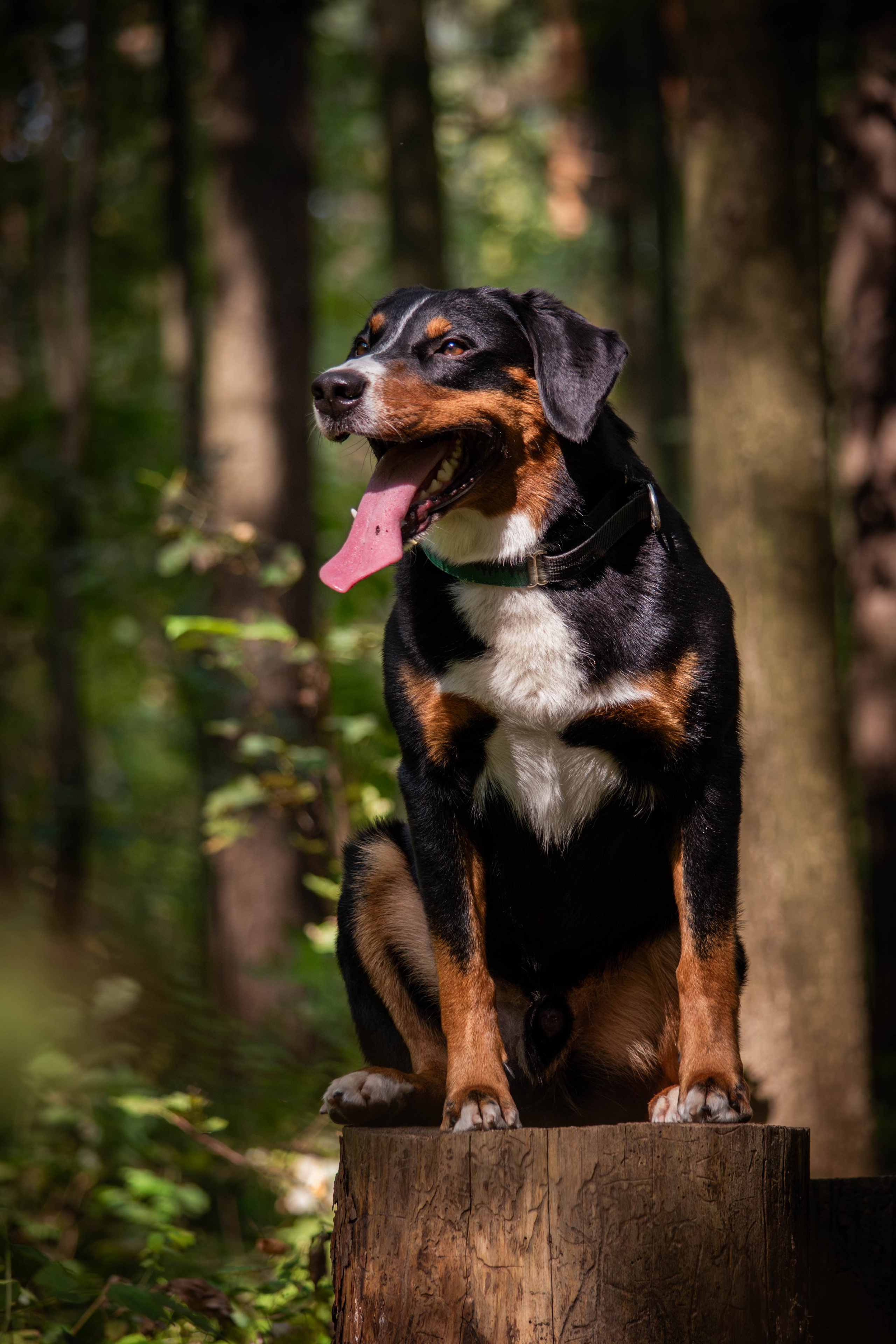 Микки и Юля. Фотограф Светлана Блинова, Москва и Московская область