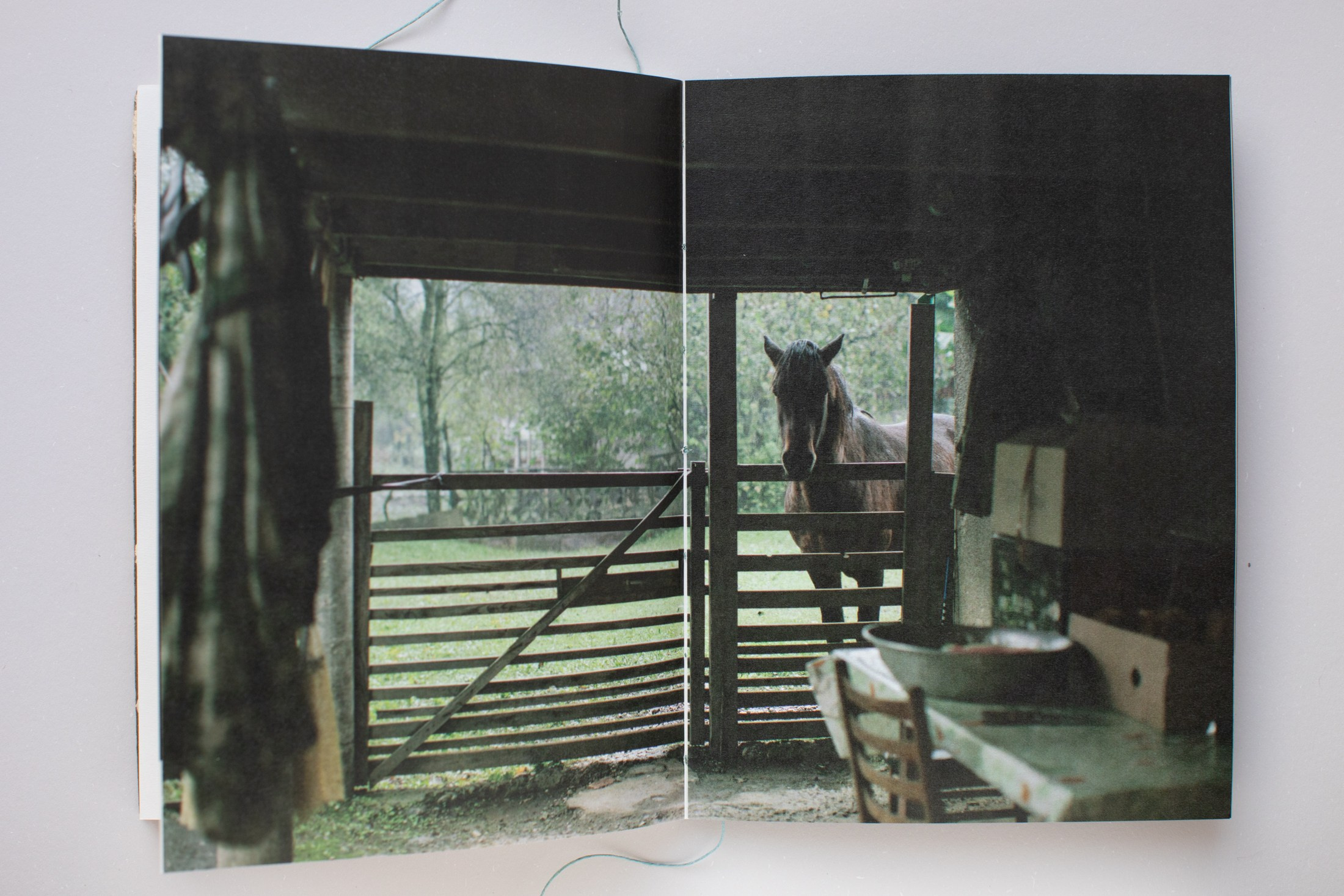 Зин «Про деревья, насекомых и людей». Natalya Madilyan