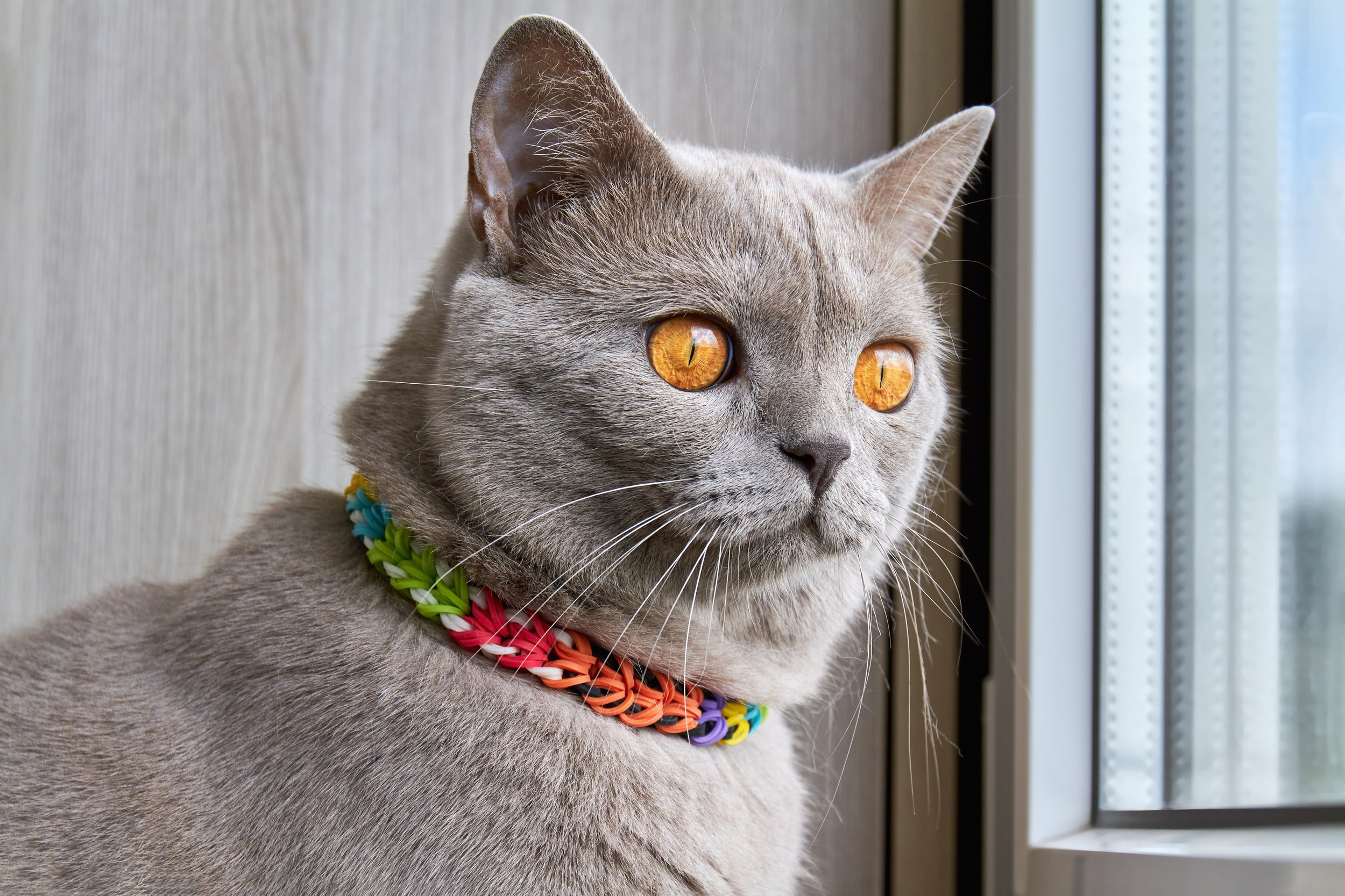 Профессиональная фотосъёмка домашних животных в Донецке, Макеевке. Фотограф Татаринов Андрей (Донецк / Макеевка)