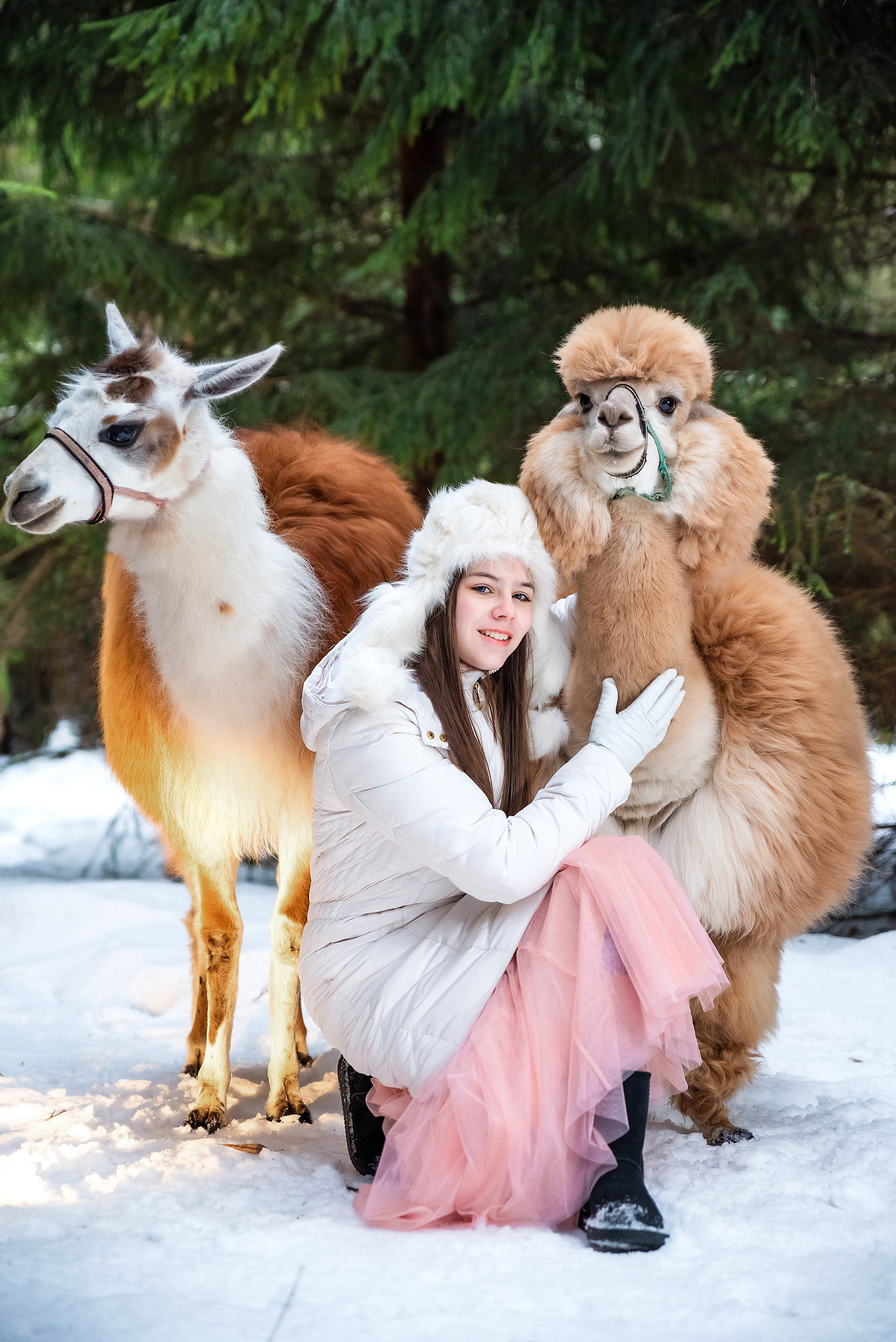 Альпаки. Фотограф в Москве Lidiya_Li_Photo