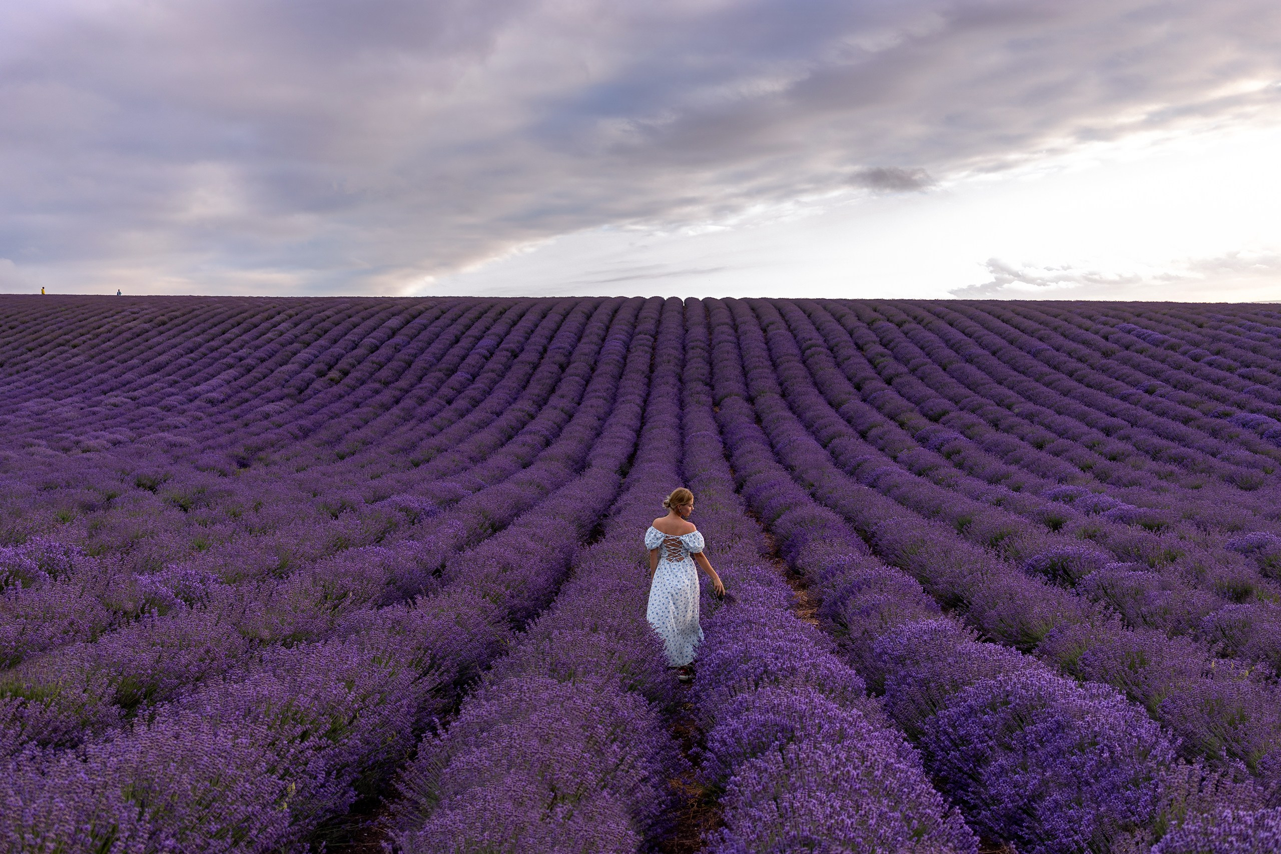 Лаванда. Фотограф | Крым | Бахчисарай | Симферополь | Севастополь