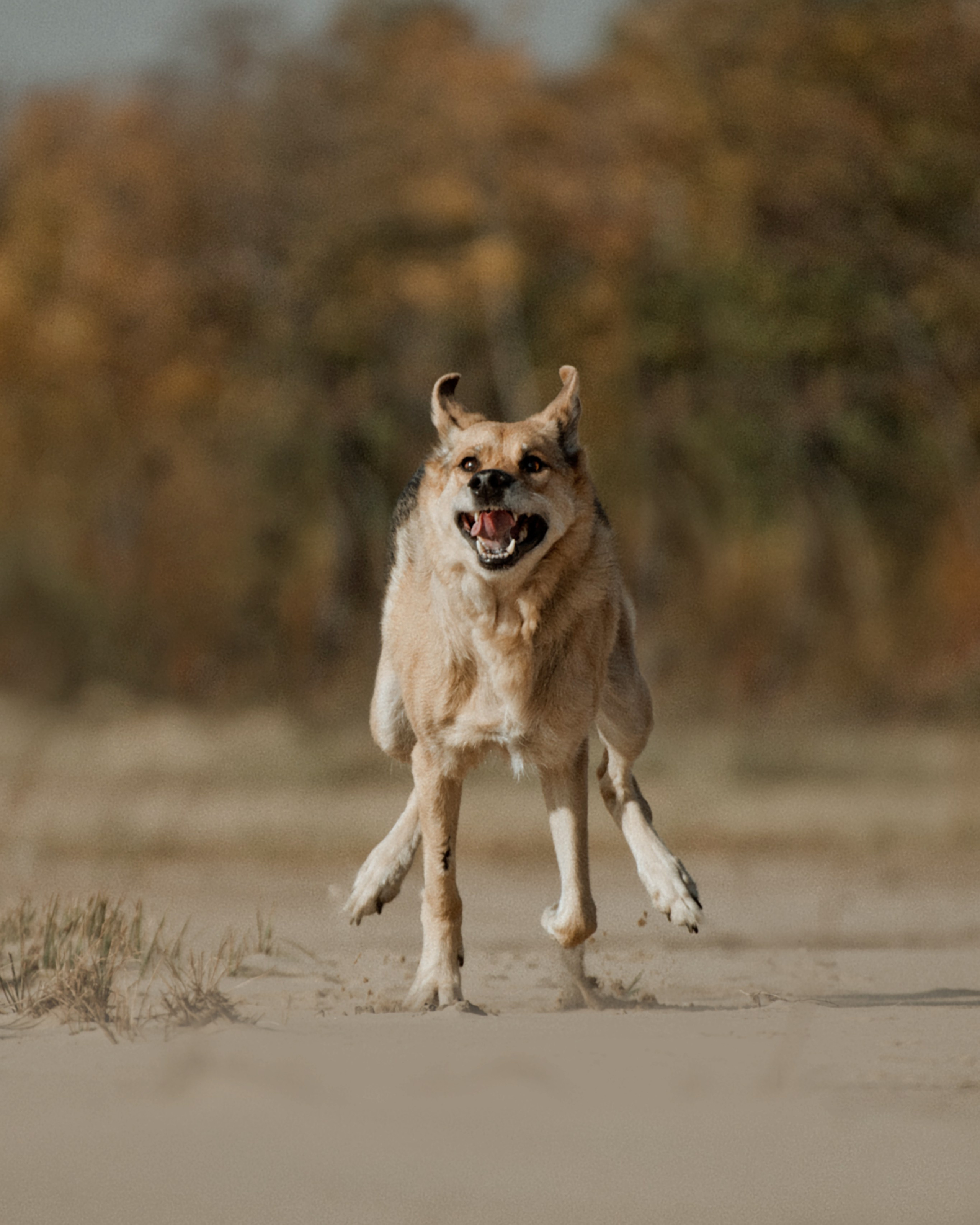 Прогулка: Аня и Шуня. Портфолио