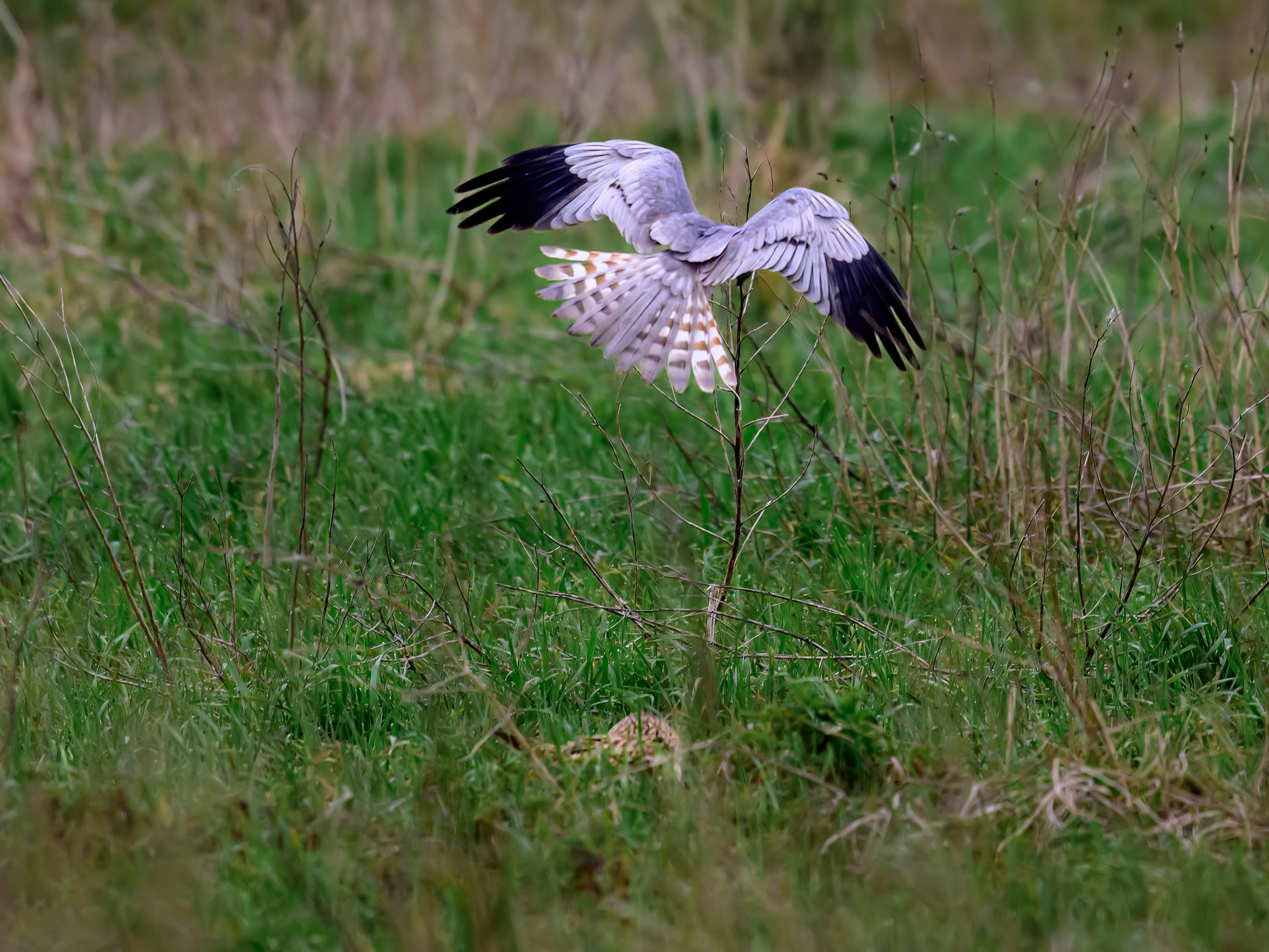 Лунь атакует сову. Wildlife photography by Sergey Puponin