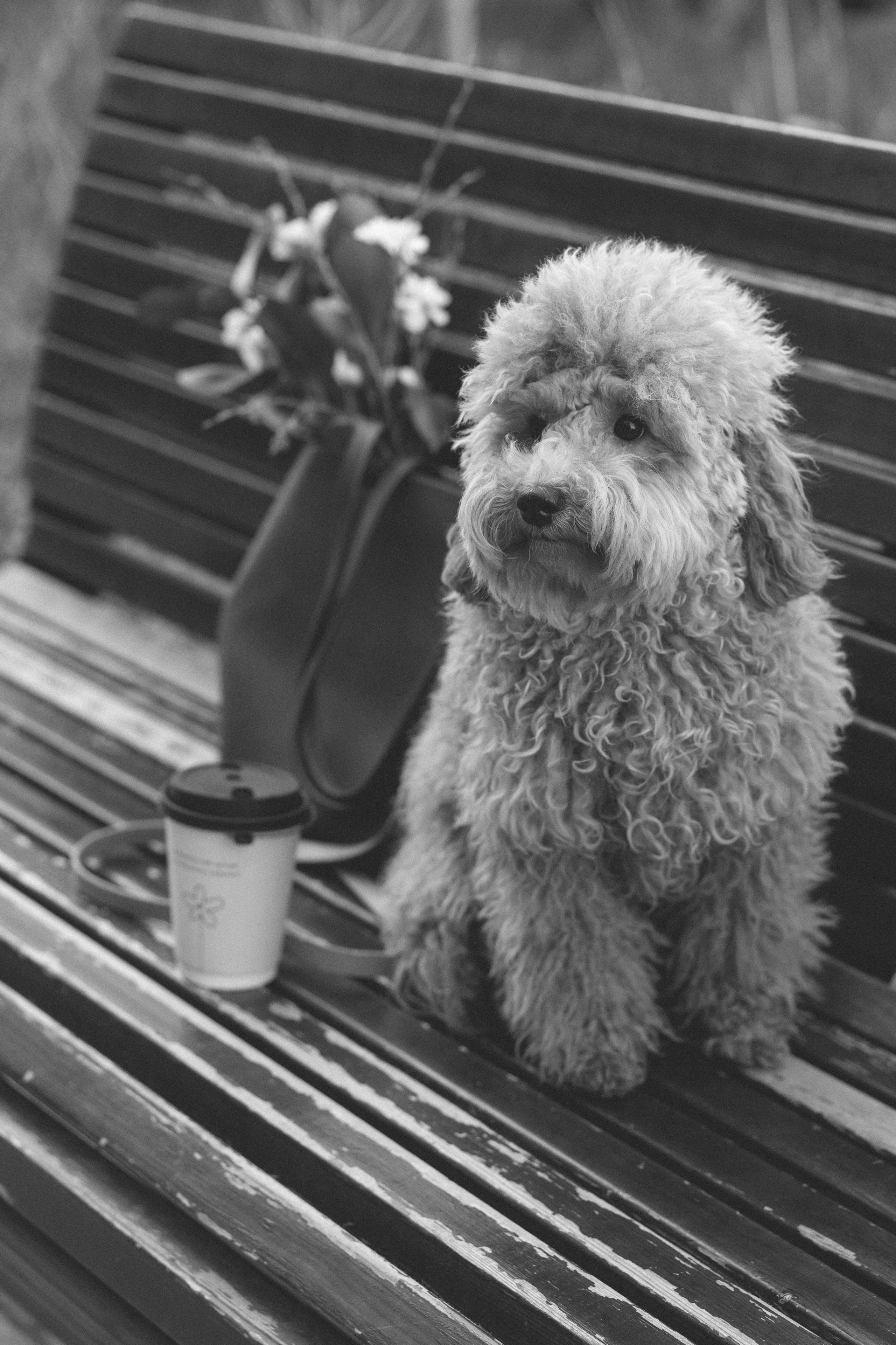 Лена и Молли. Фотограф Лютикова Ирина, Тюмень, Москва