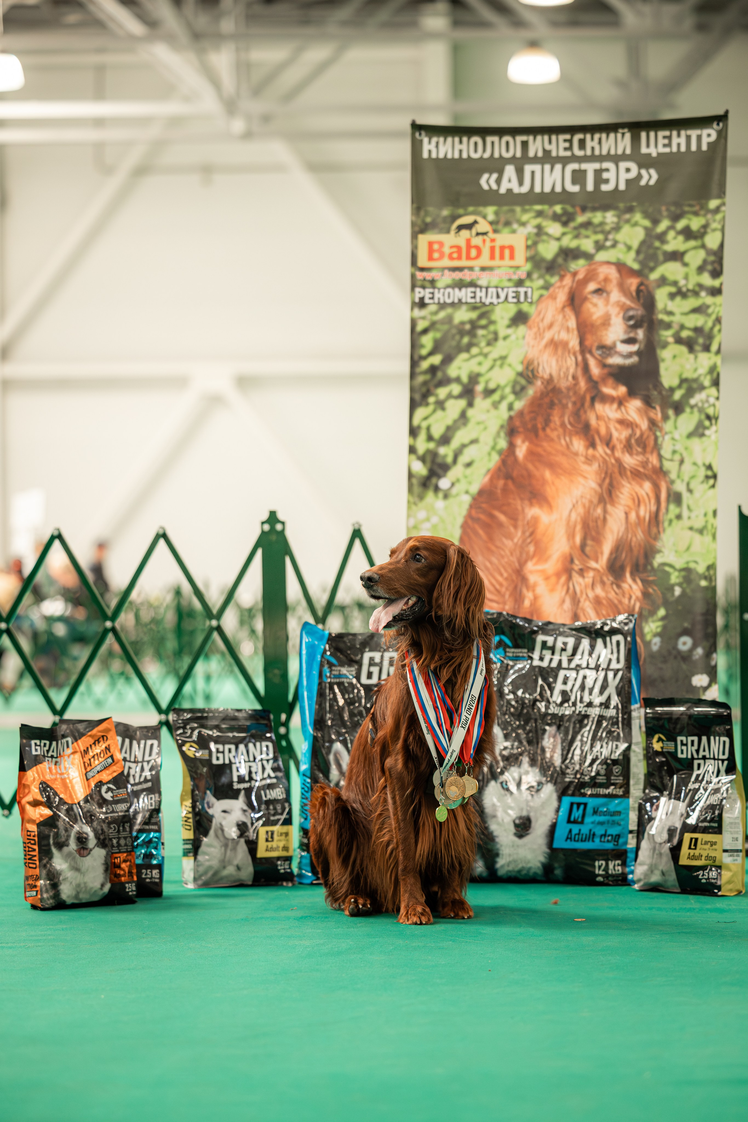 Выставка сеттеров 19.05.24