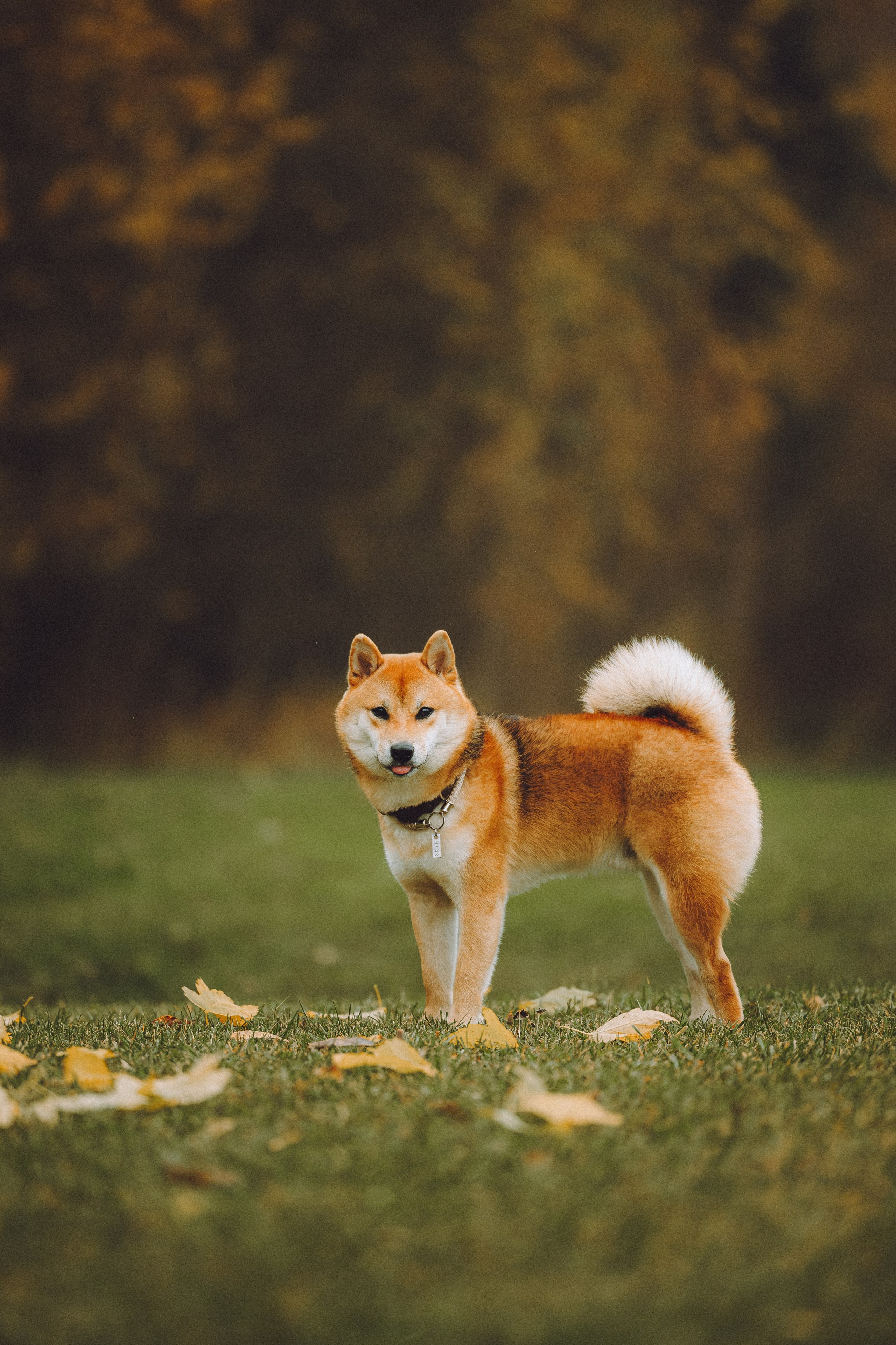 Настя, Юра и Скай