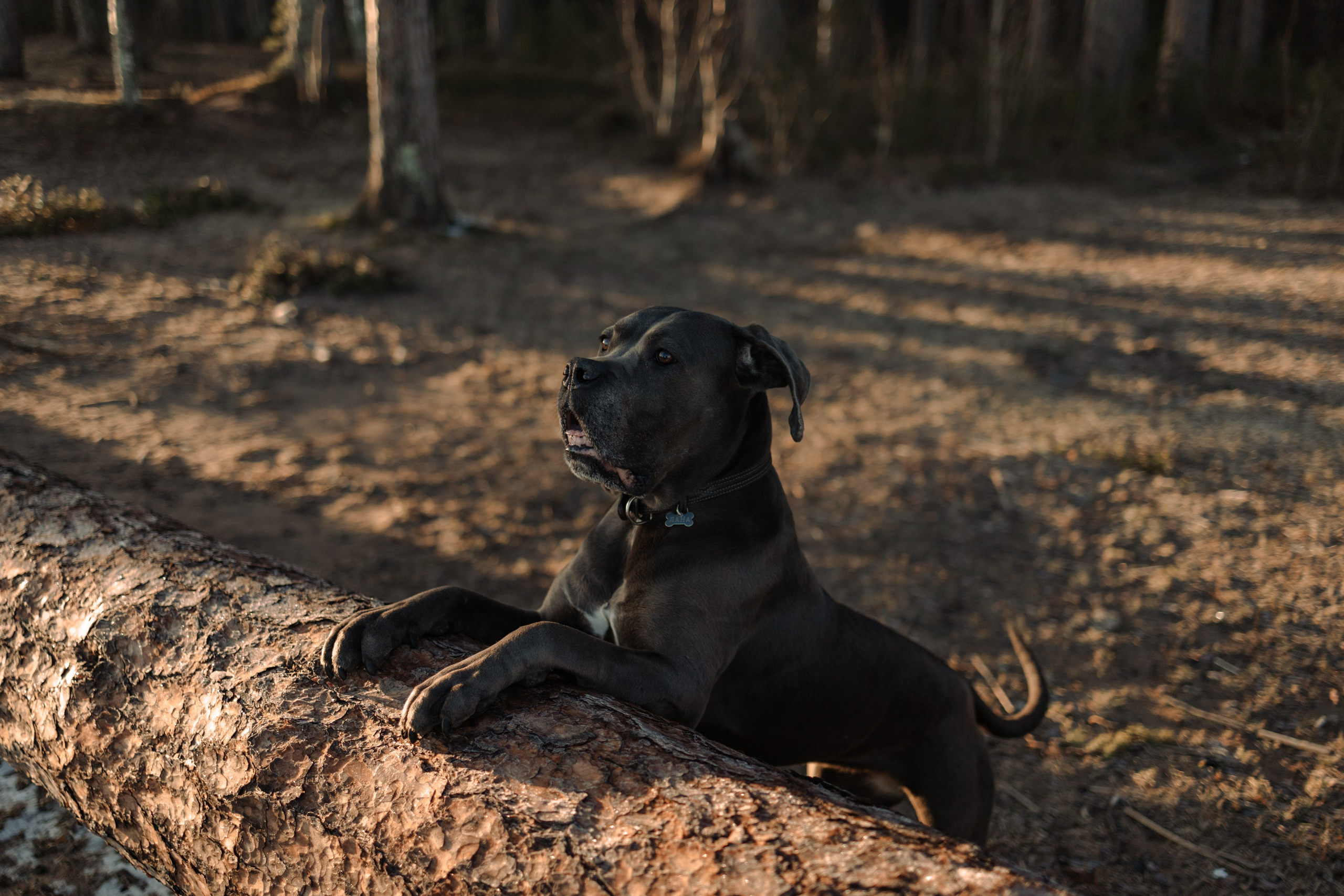 Анна и Лана. Фотограф — Анималист | Санкт-Петербург