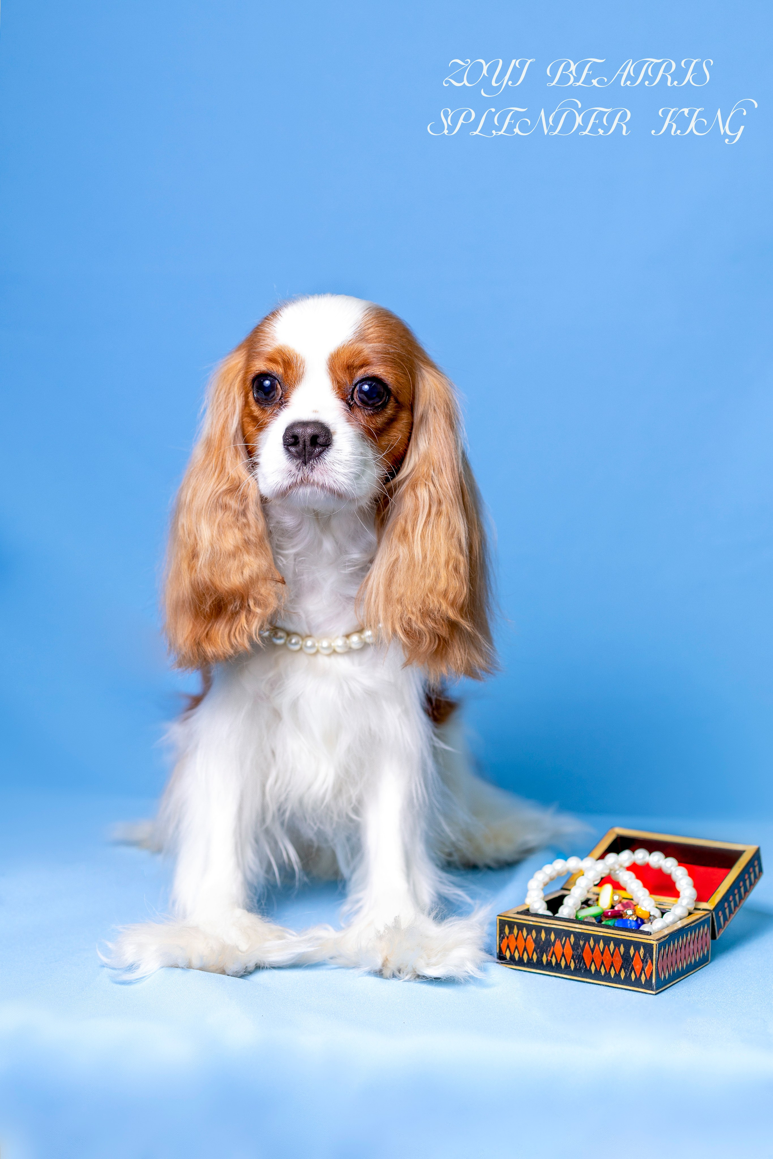 Фотосессия Бетти!. Фотограф 📸 семейный, предметный, репортажный