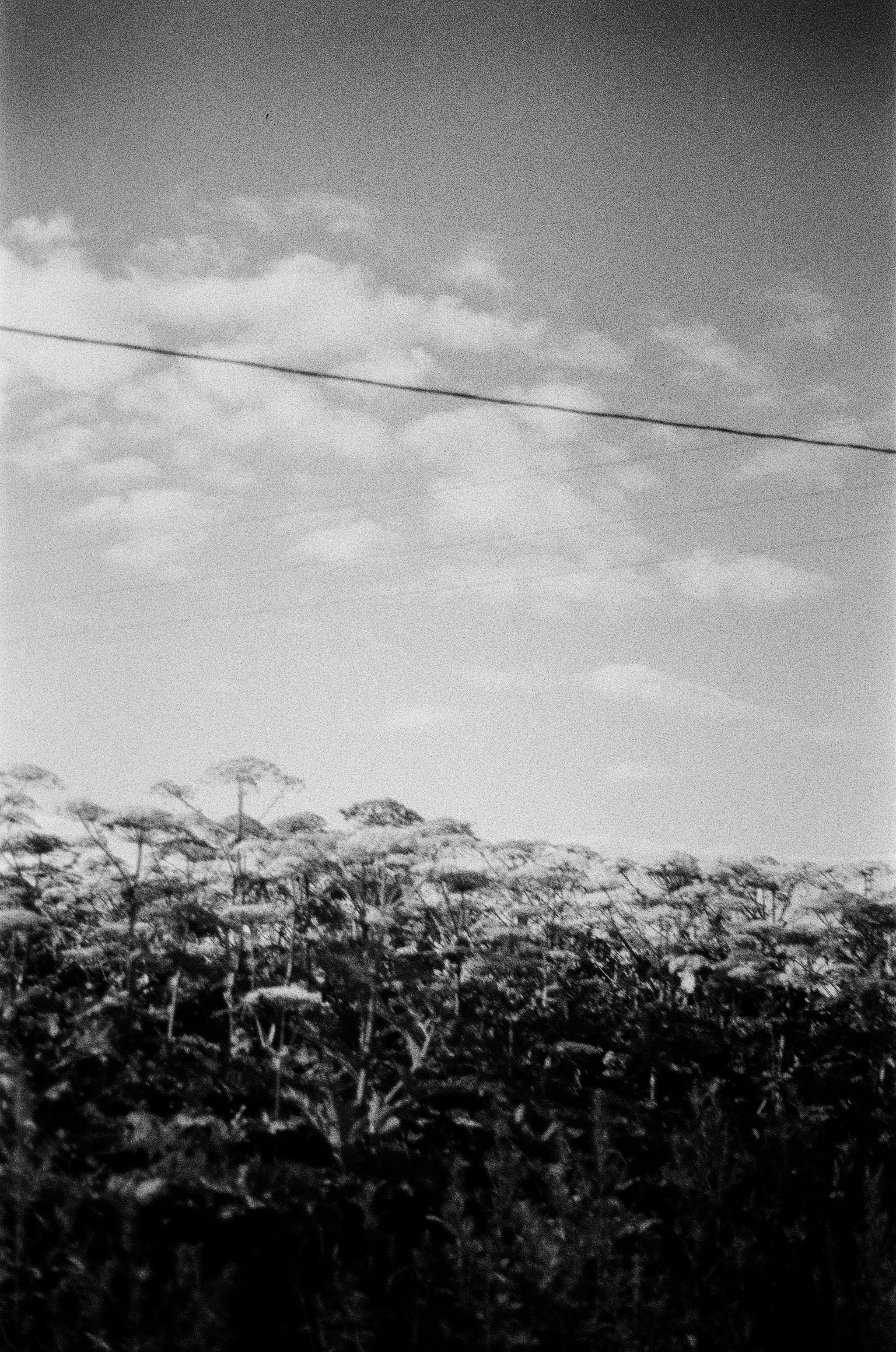 Film chronicle. Kosky ilya