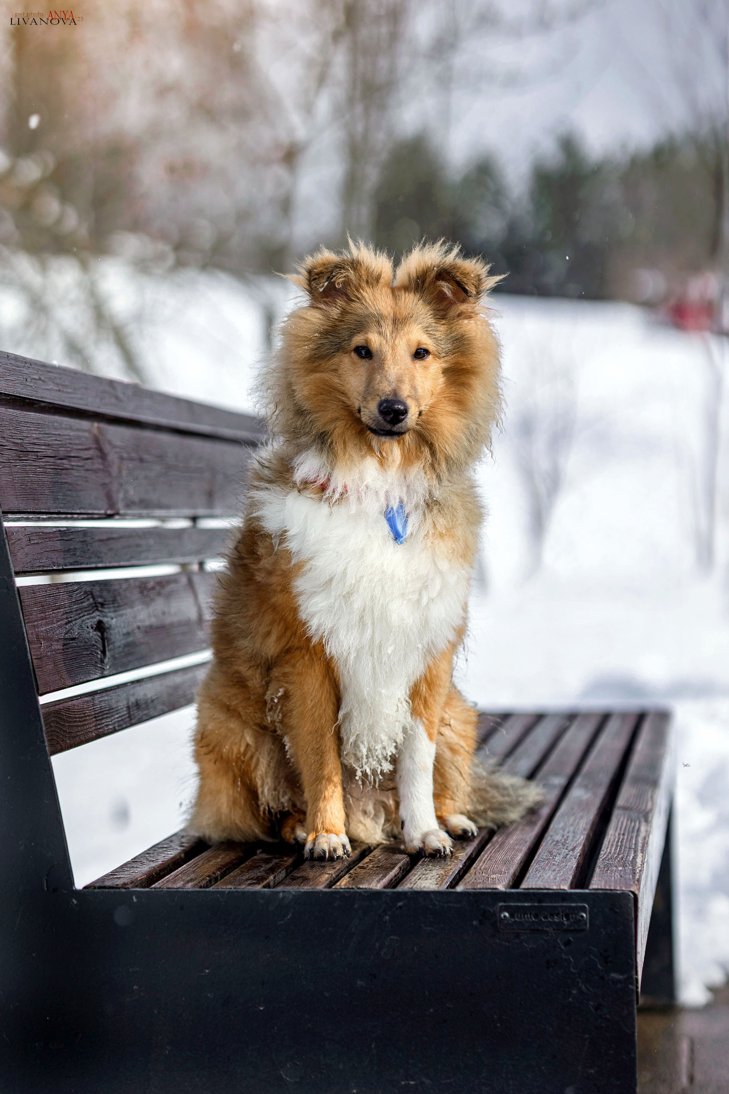 Матэо. Фотограф анималист Аня Ливанова | Рыбинск