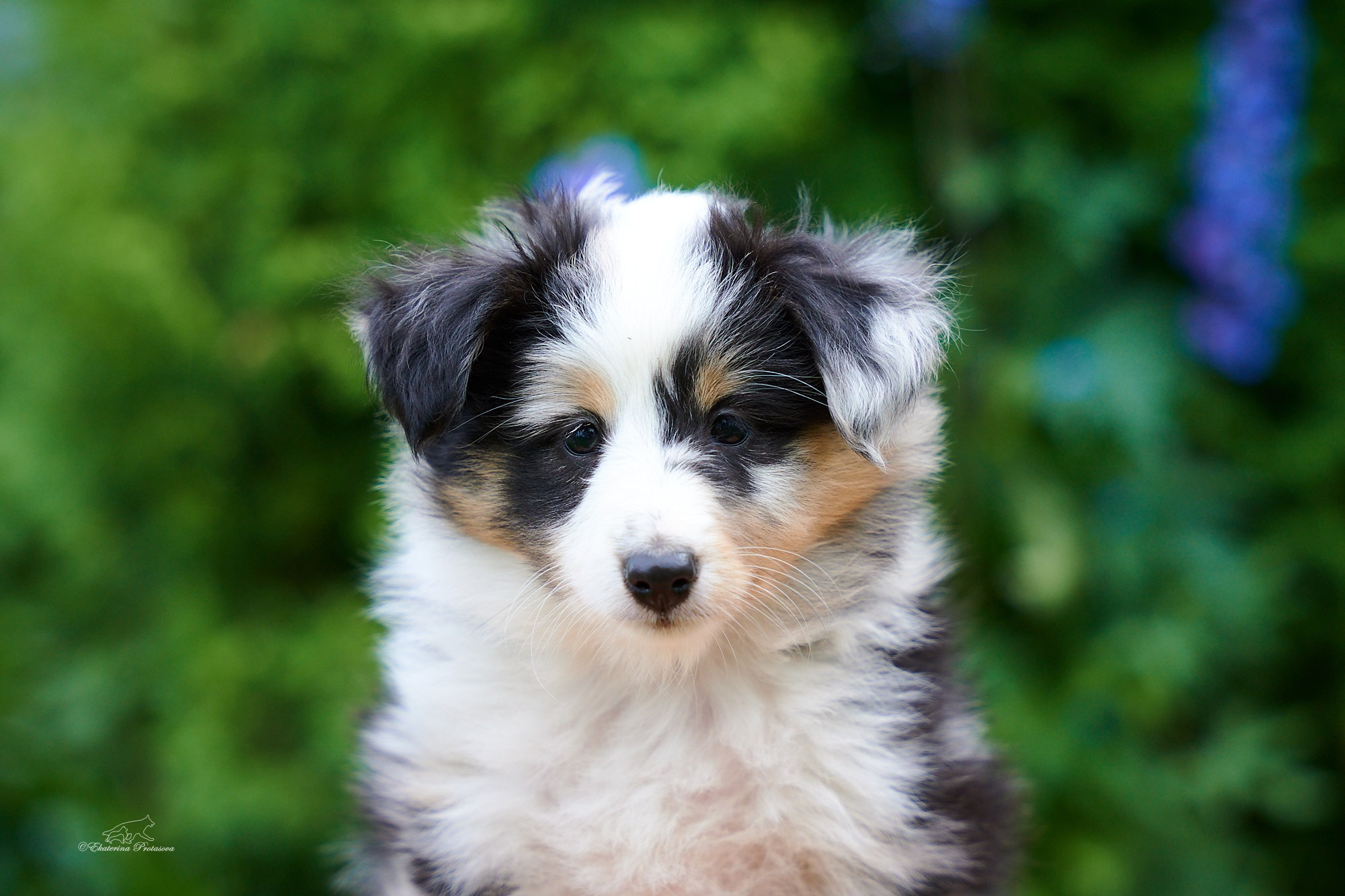 Шелтята. Фотограф-анималист в Иркутске