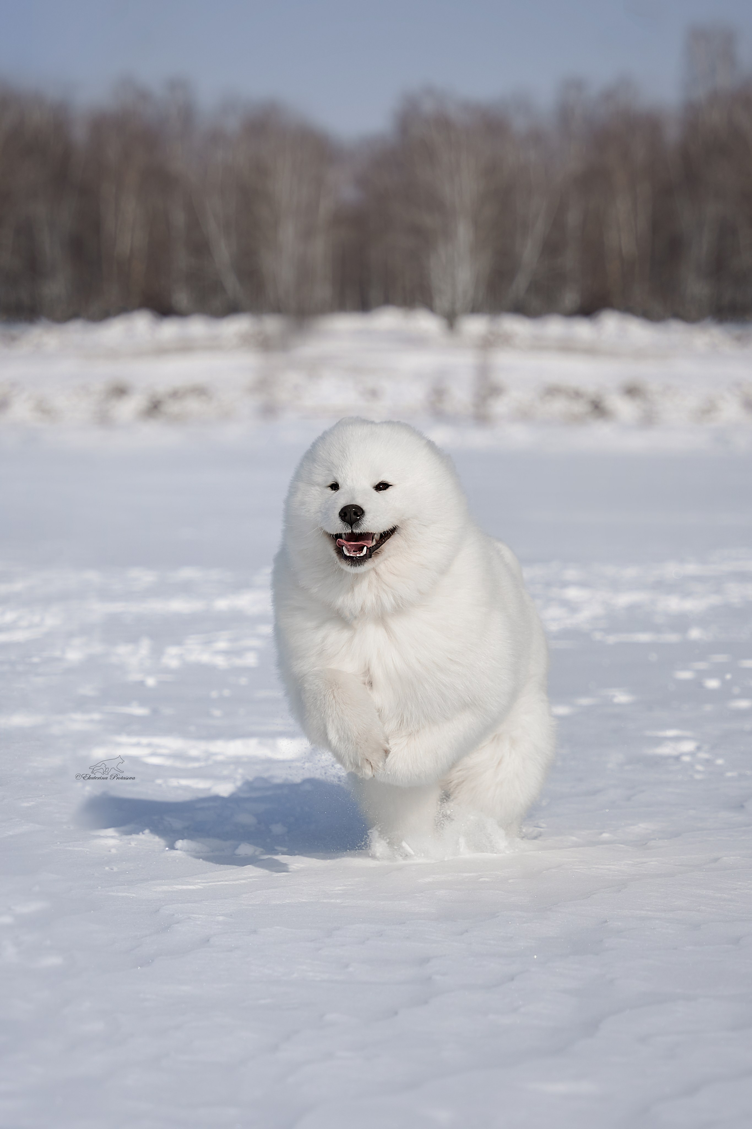 Самоед Юта. Фотограф-анималист в Иркутске
