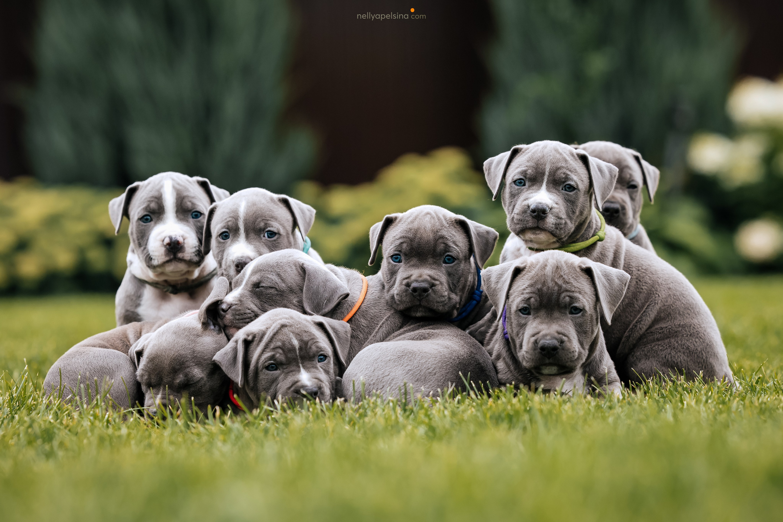 АСТ ЩЕНКИ. Фотограф Нелли Самойлова