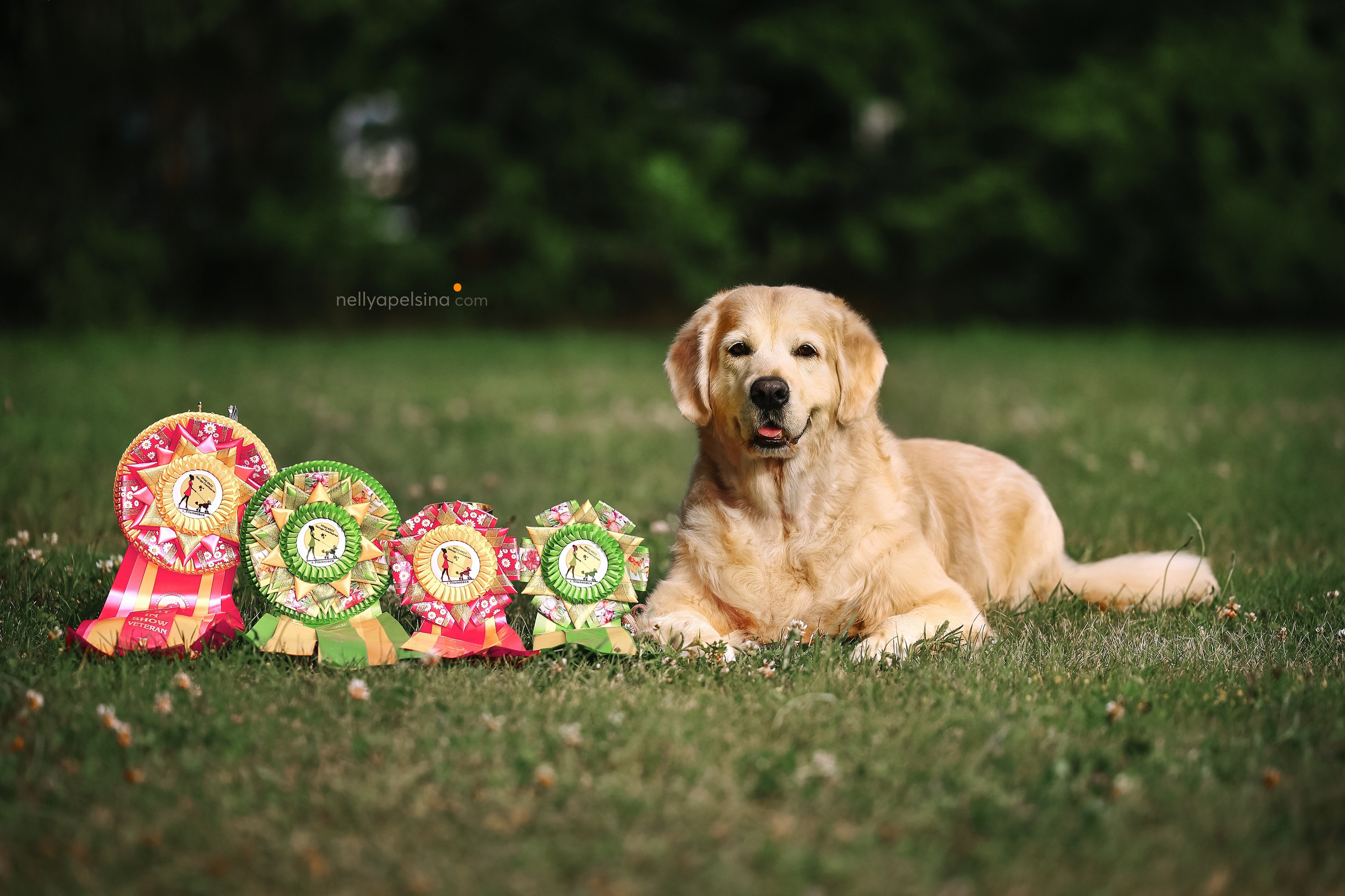 СОБАКИ. Фотограф Нелли Самойлова
