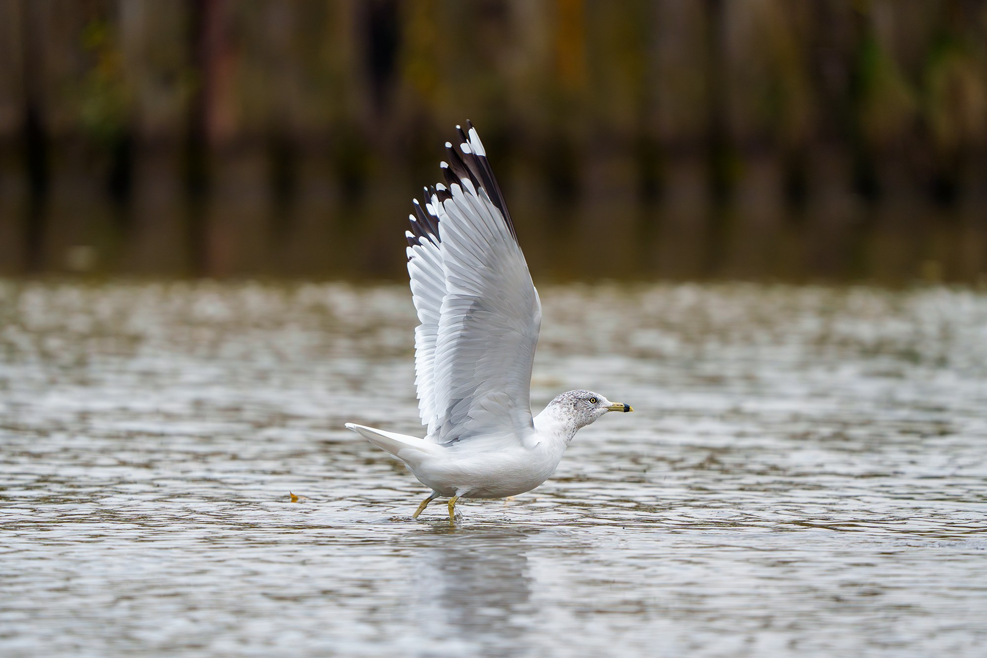 Удивительные мир птиц. Вокруг нас столько прекрасного — присмотритесь!. Ваш личный фотограф Марина Волкова
