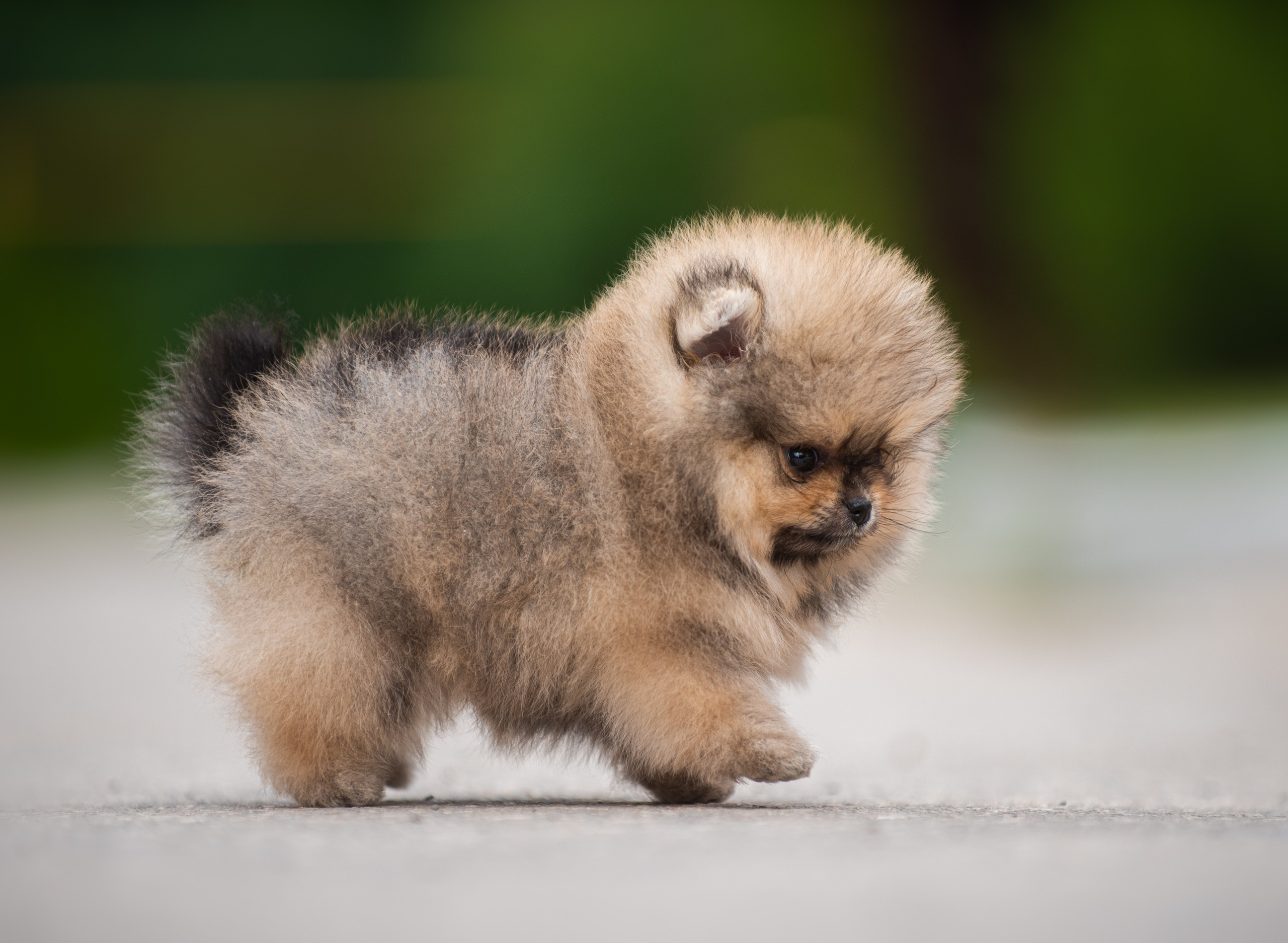 Шпицы щенки. Главная