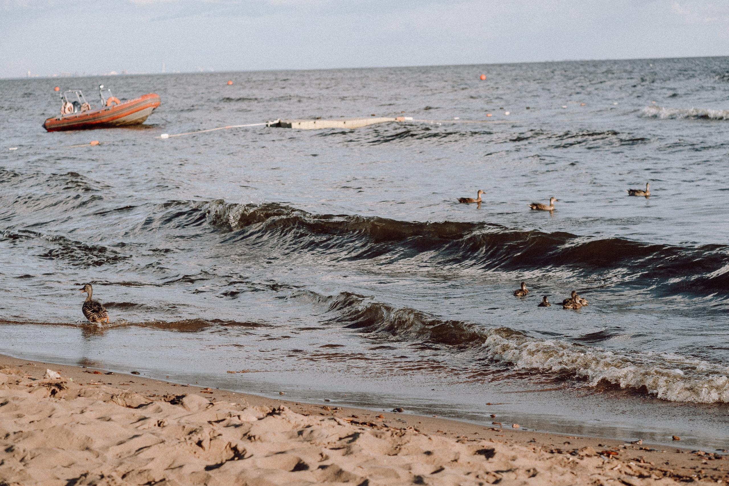 ПРОГУЛКА НА БЕРЕГУ ФИНСКОГО ЗАЛИВА. Профессиональный фотограф, Санкт-Петербург — Виктория Богомолова