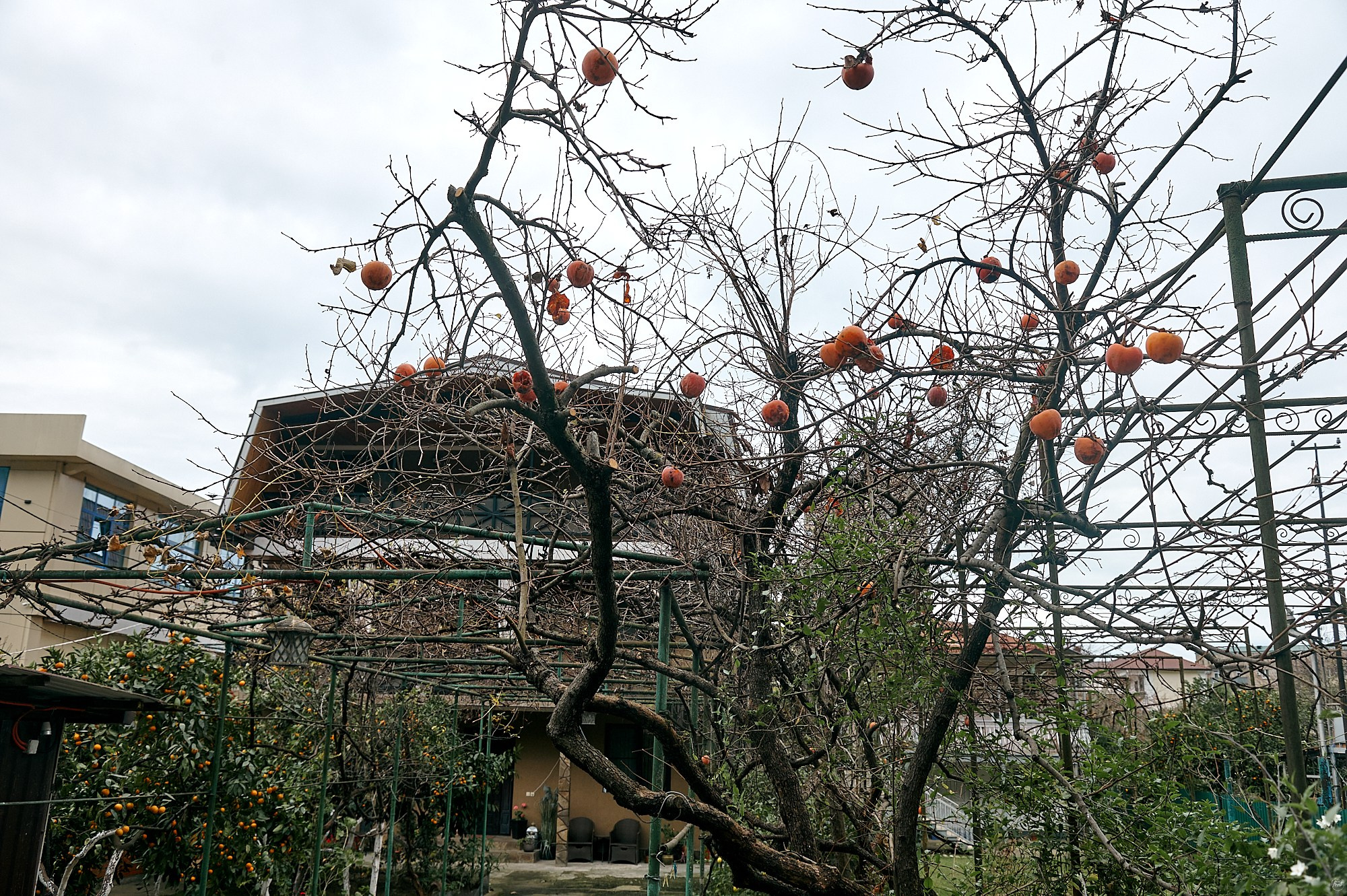 Гагра, Абхазия. Декабрь 2024. Фотографии отовсюду и обо всем