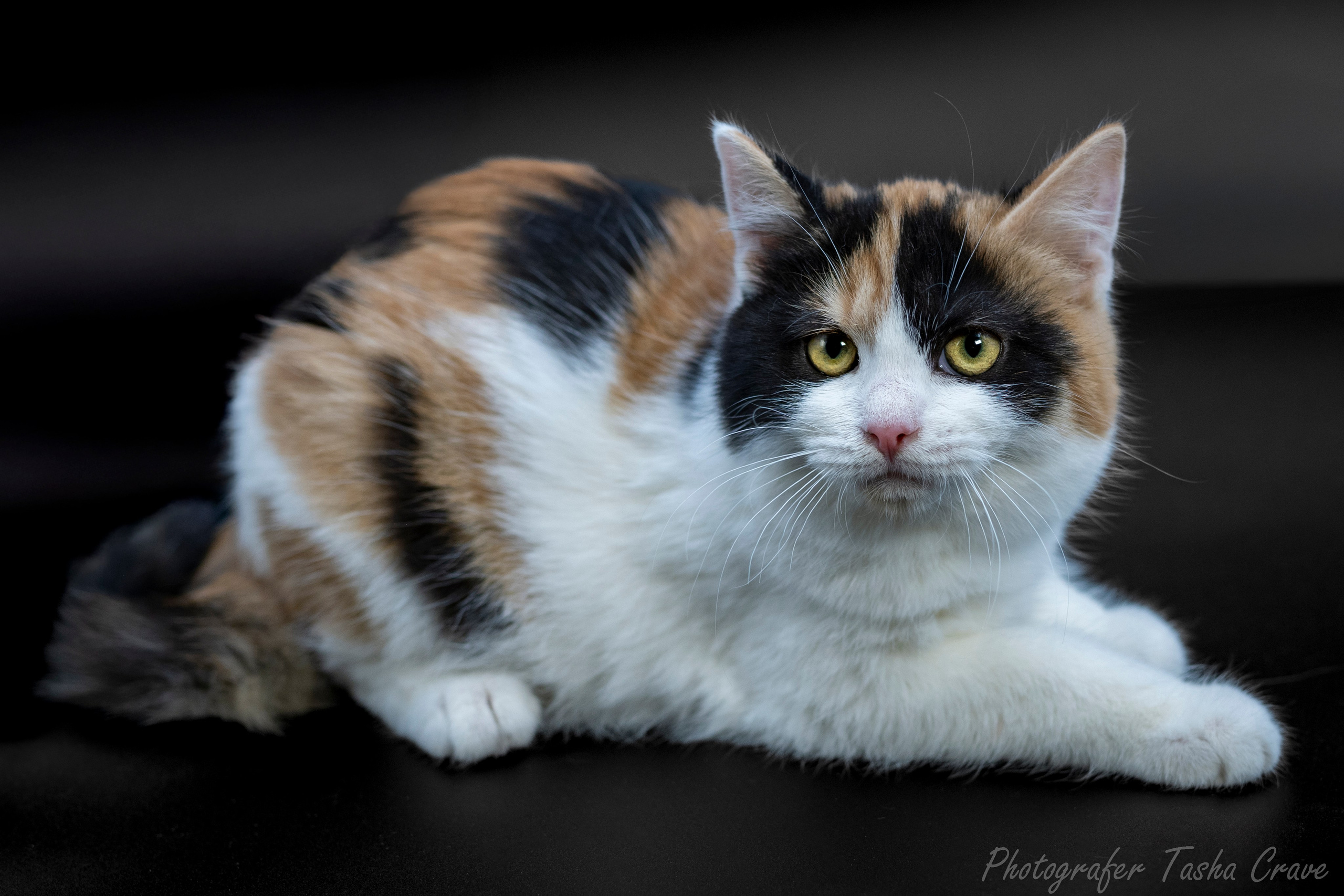 Передержка. Фотограф анималист в Санкт-Петербурге Таша Крейв