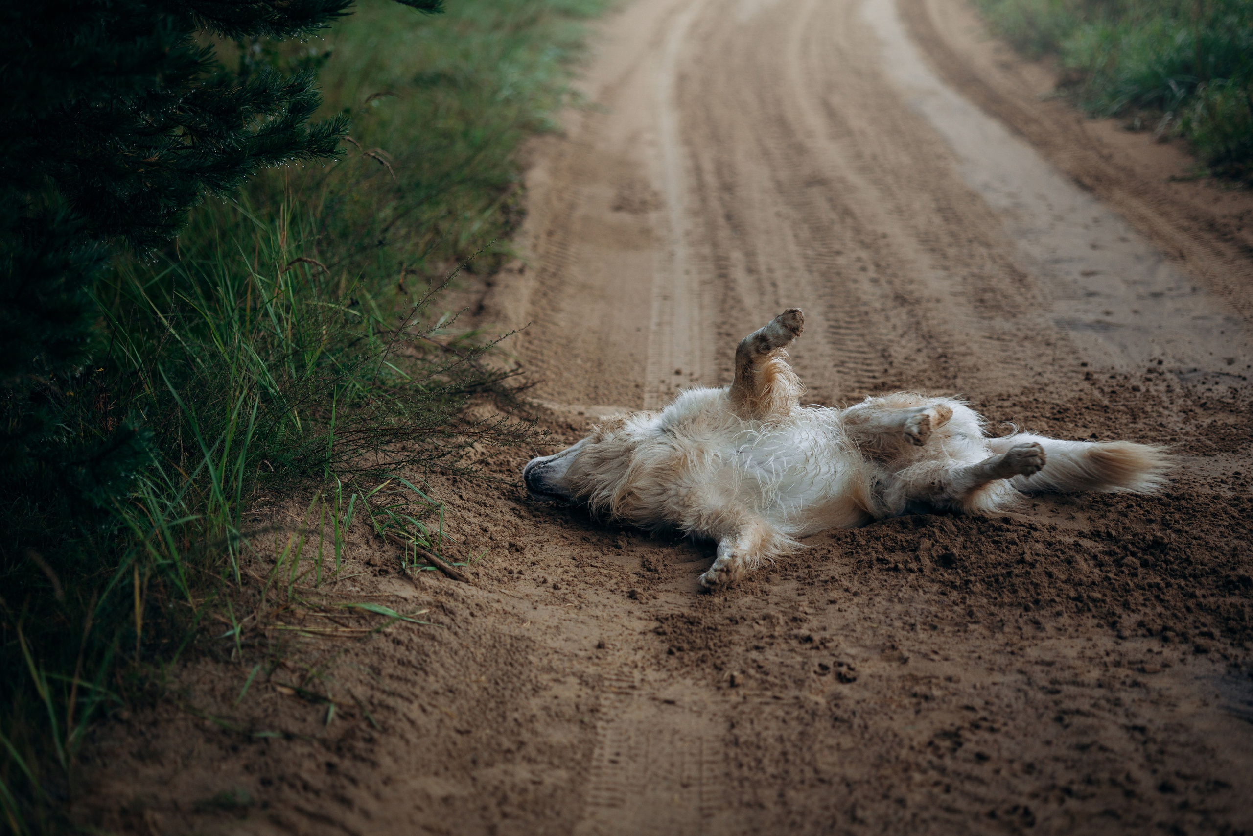 Лёва и его семья. Фотограф — Анималист | Санкт-Петербург