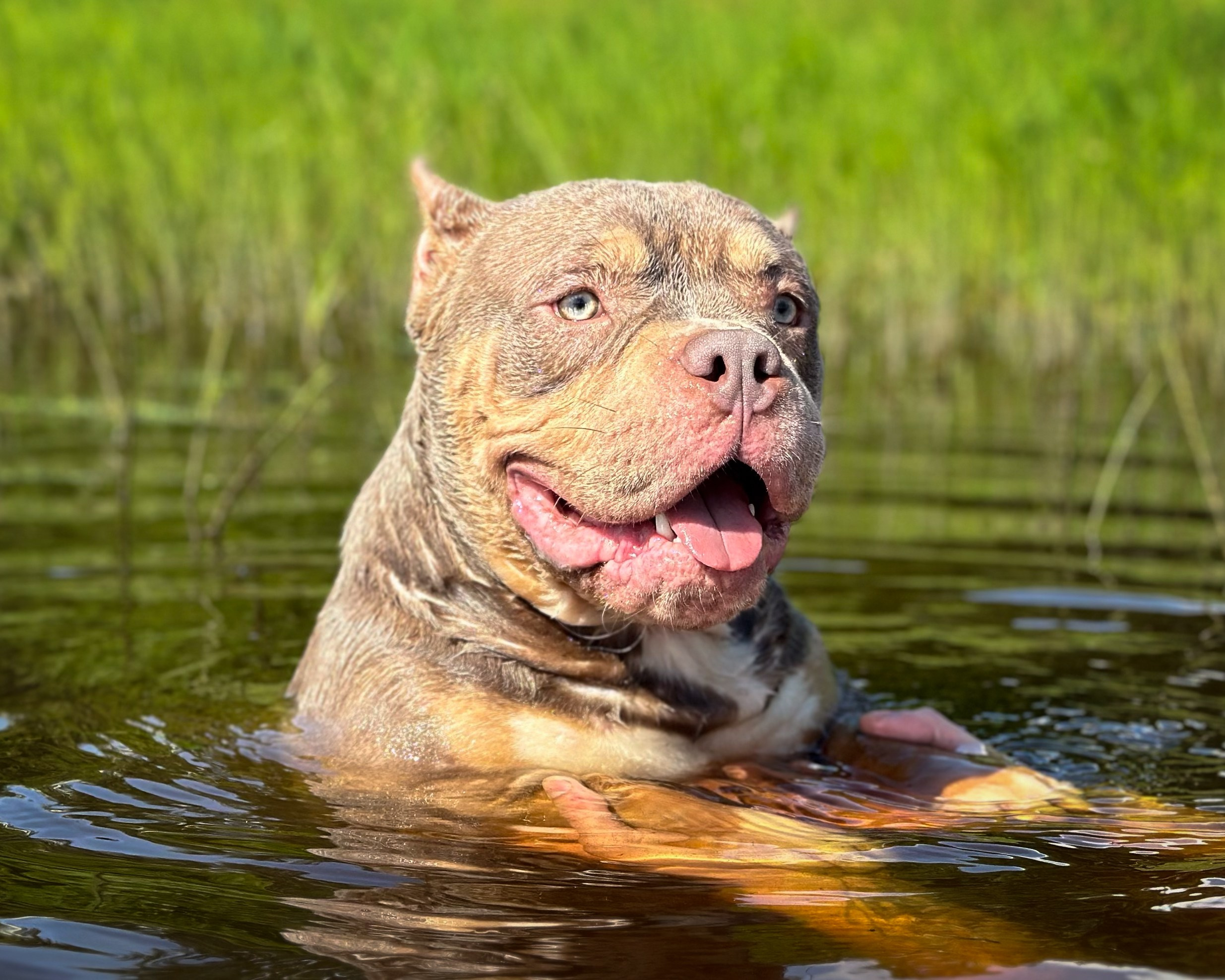 Stark. Питомник американских булли Bounty Pride Bully