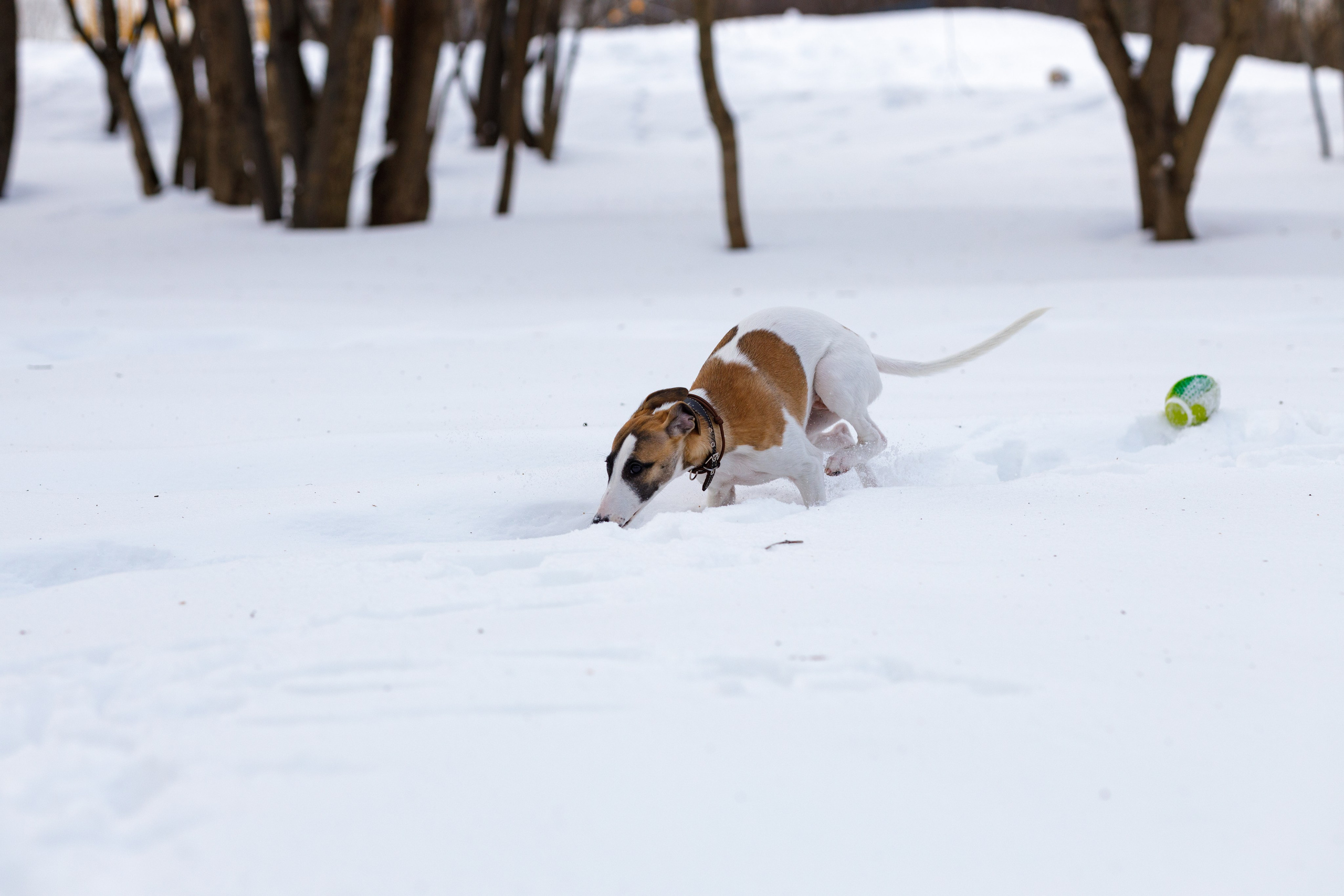 Ланди. Анна Самохина. Фотограф. Москва