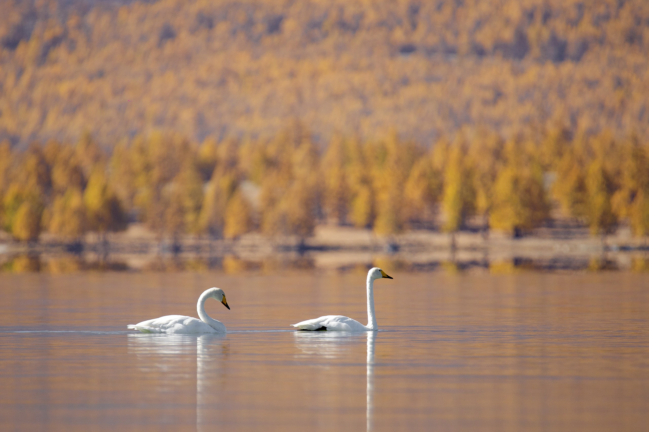 Монголия. Фотограф в Красноярске Нерозя Александр. Пейзаж, природа, портрет