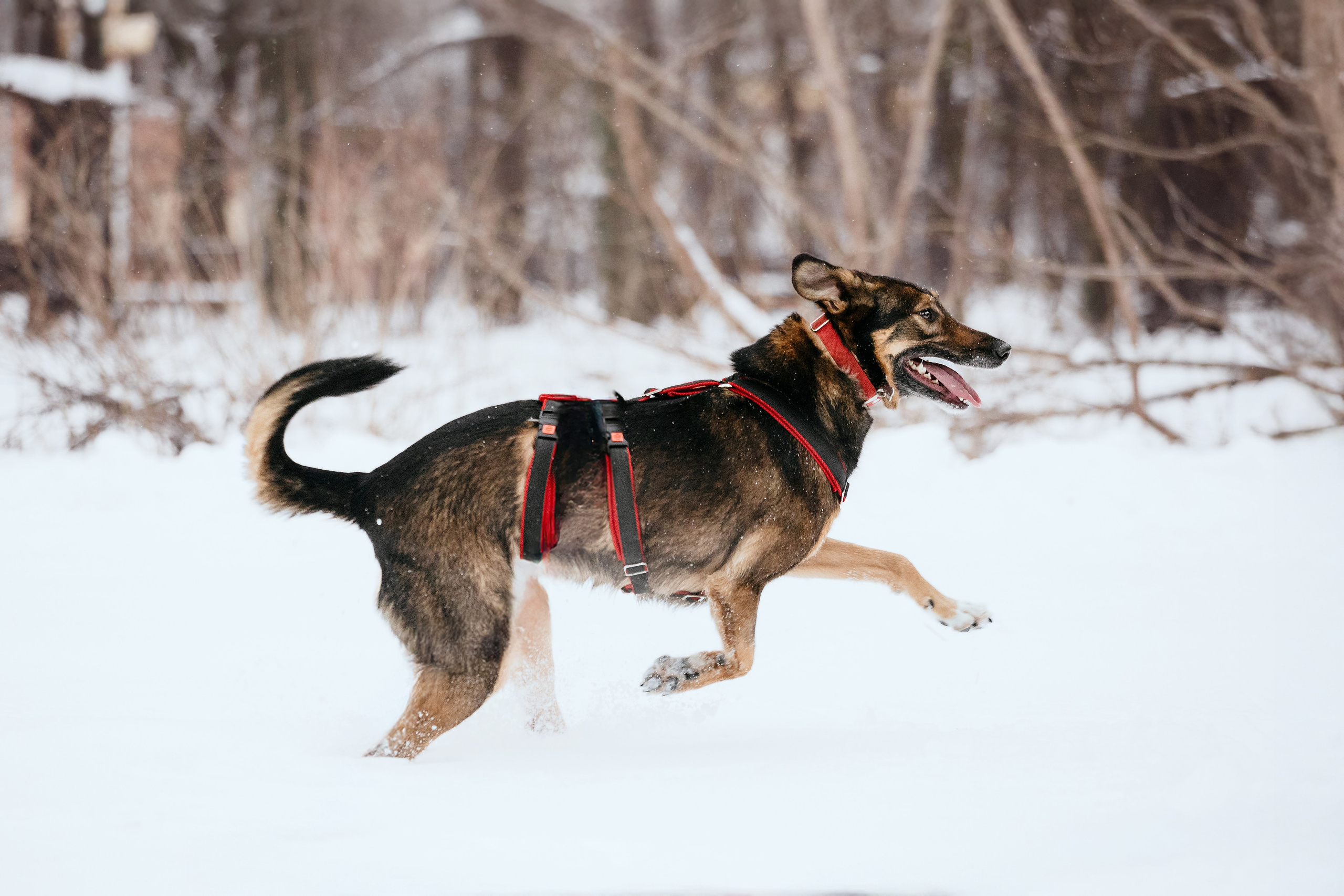 Собаки из приюта Дубовая роща зима. Фотограф-анималист Татьяна Степанова