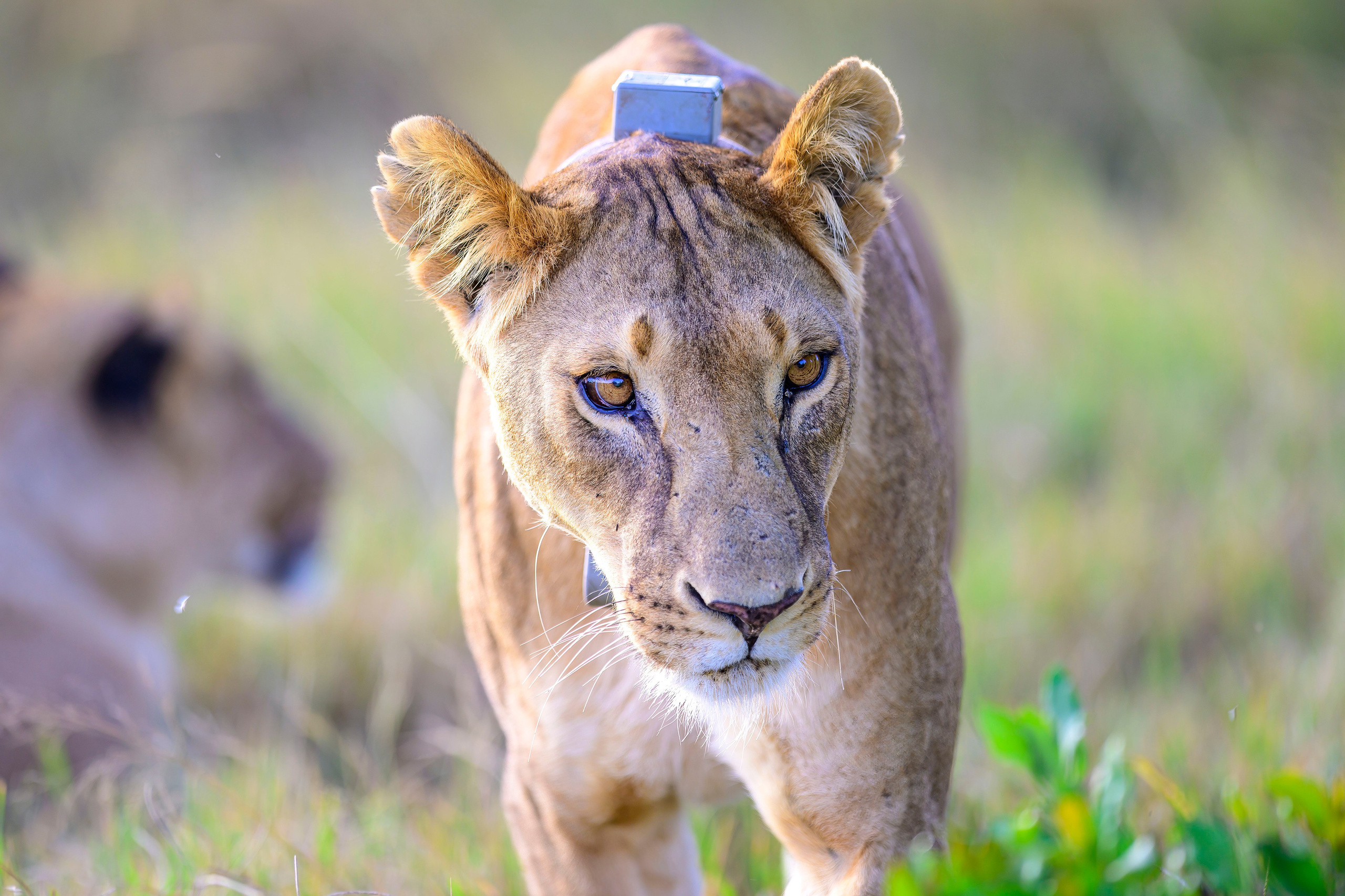 Кения. Wildlife photography by Sergey Puponin