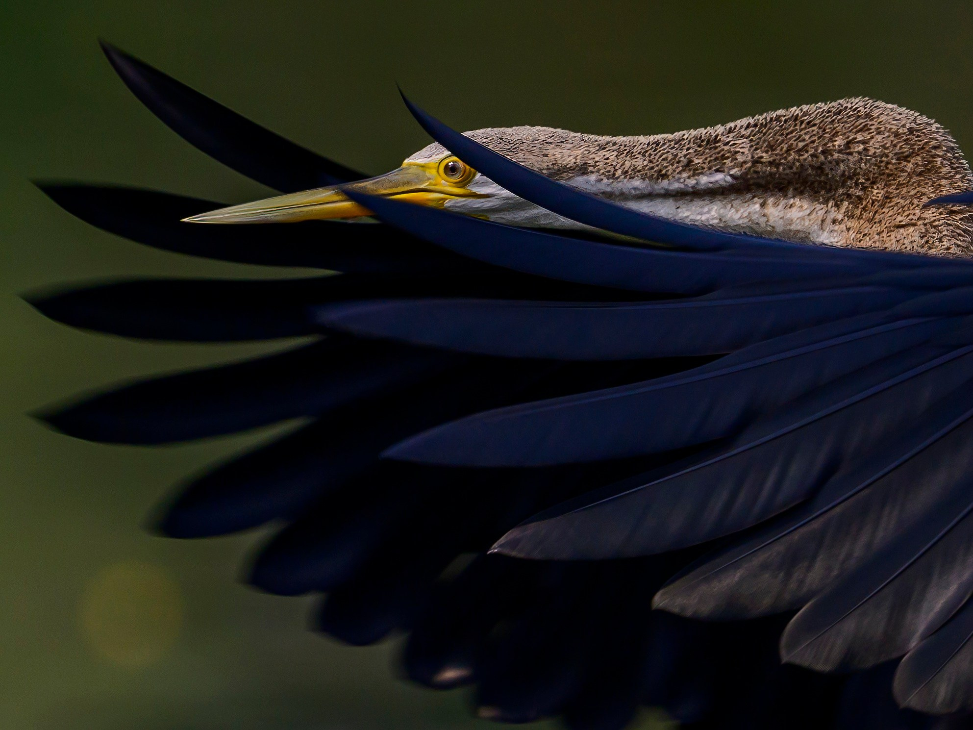 Раджастан, Индия. Wildlife photography by Sergey Puponin