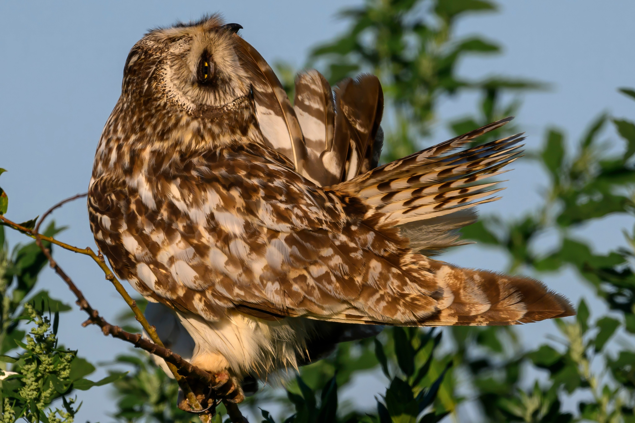 Short eared owl. Wildlife photography by Sergey Puponin